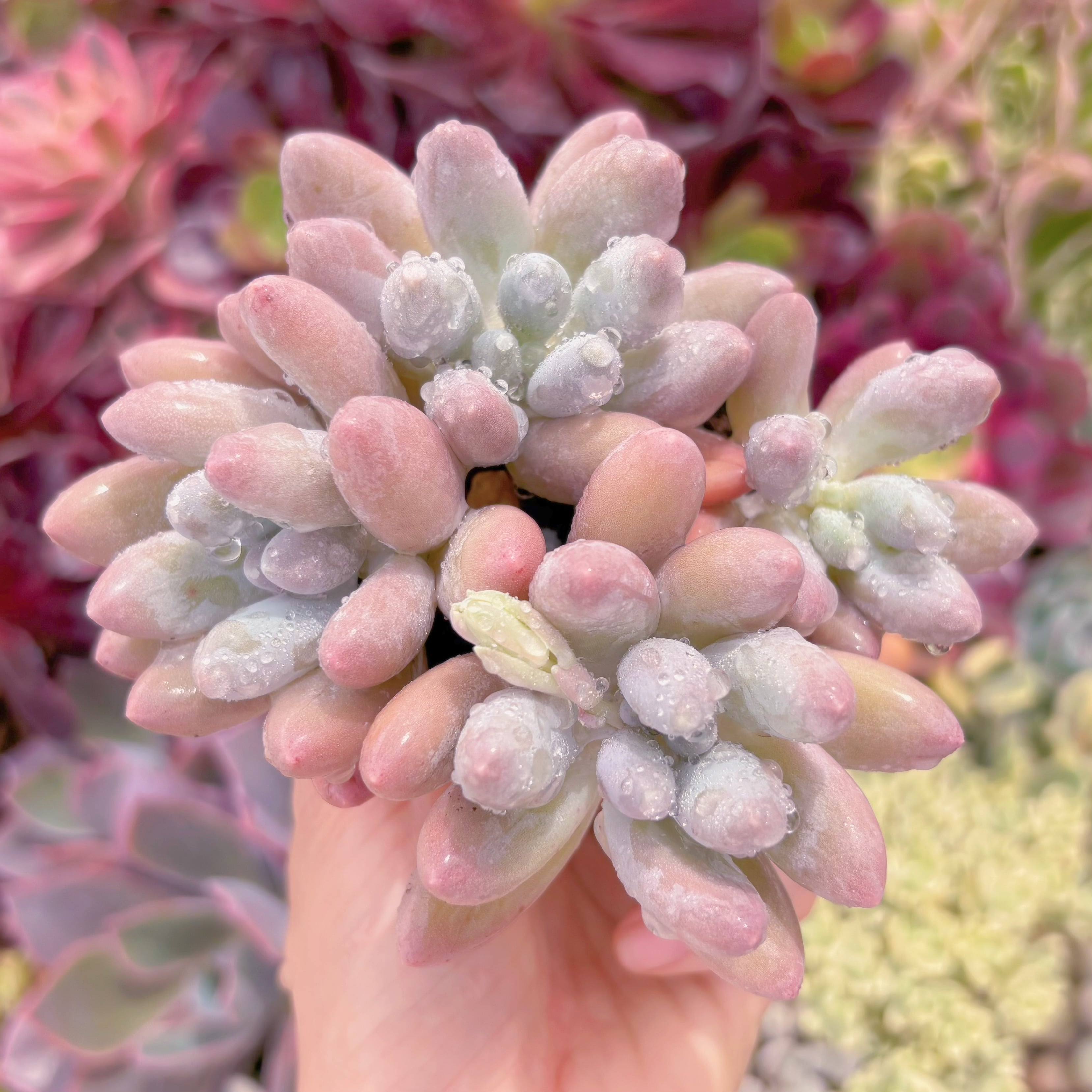 現品　湯園チーズ#F068　新入荷　るる農園