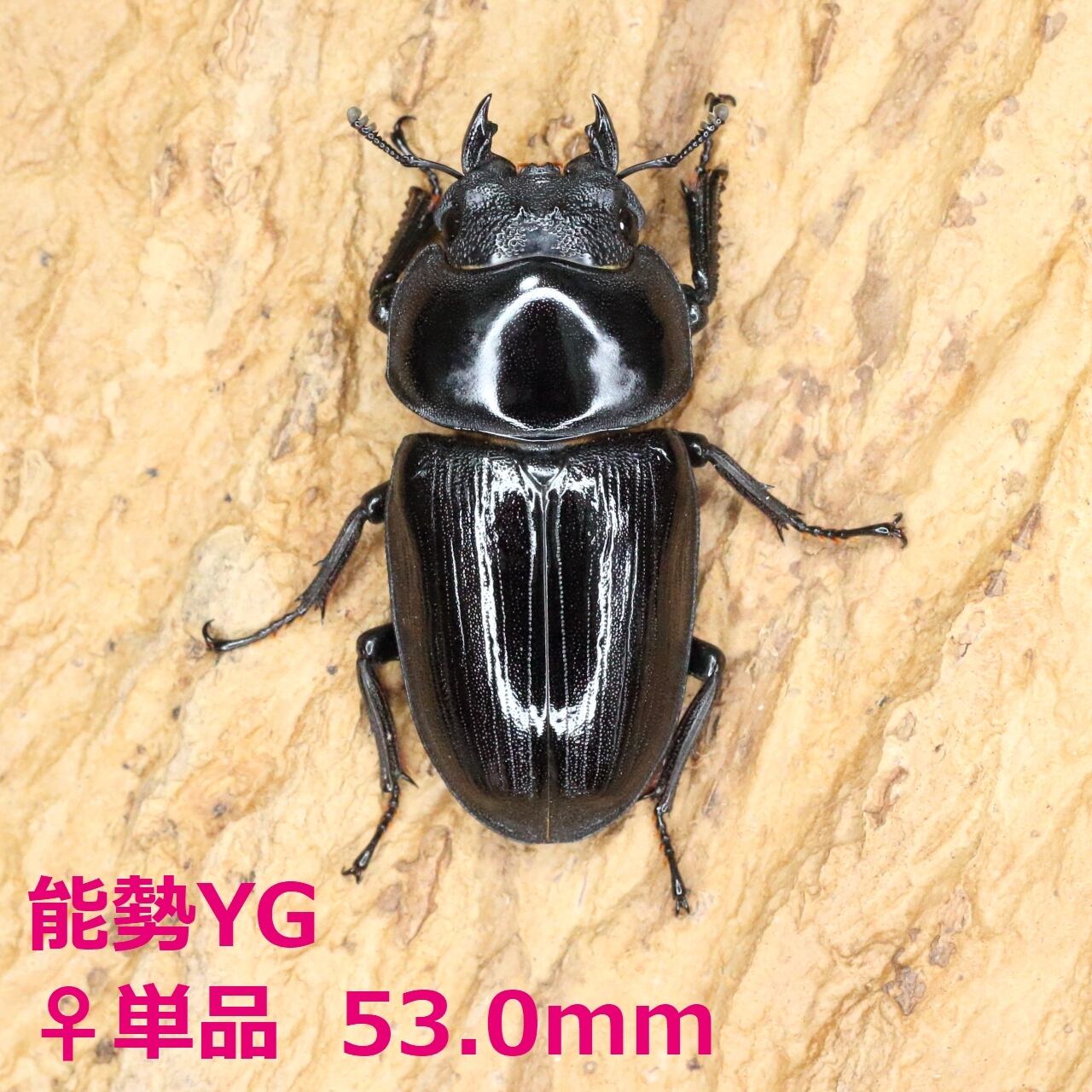 オオクワガタ 標本 死虫 能勢YG血統 脅威の88.8ミリ！ オオクワガタ 標本 死虫 能勢YG血統 脅威の88.8ミリ！