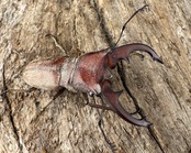 【WD】《スズムラホソアカ ロハス産 36.5mm ペア》