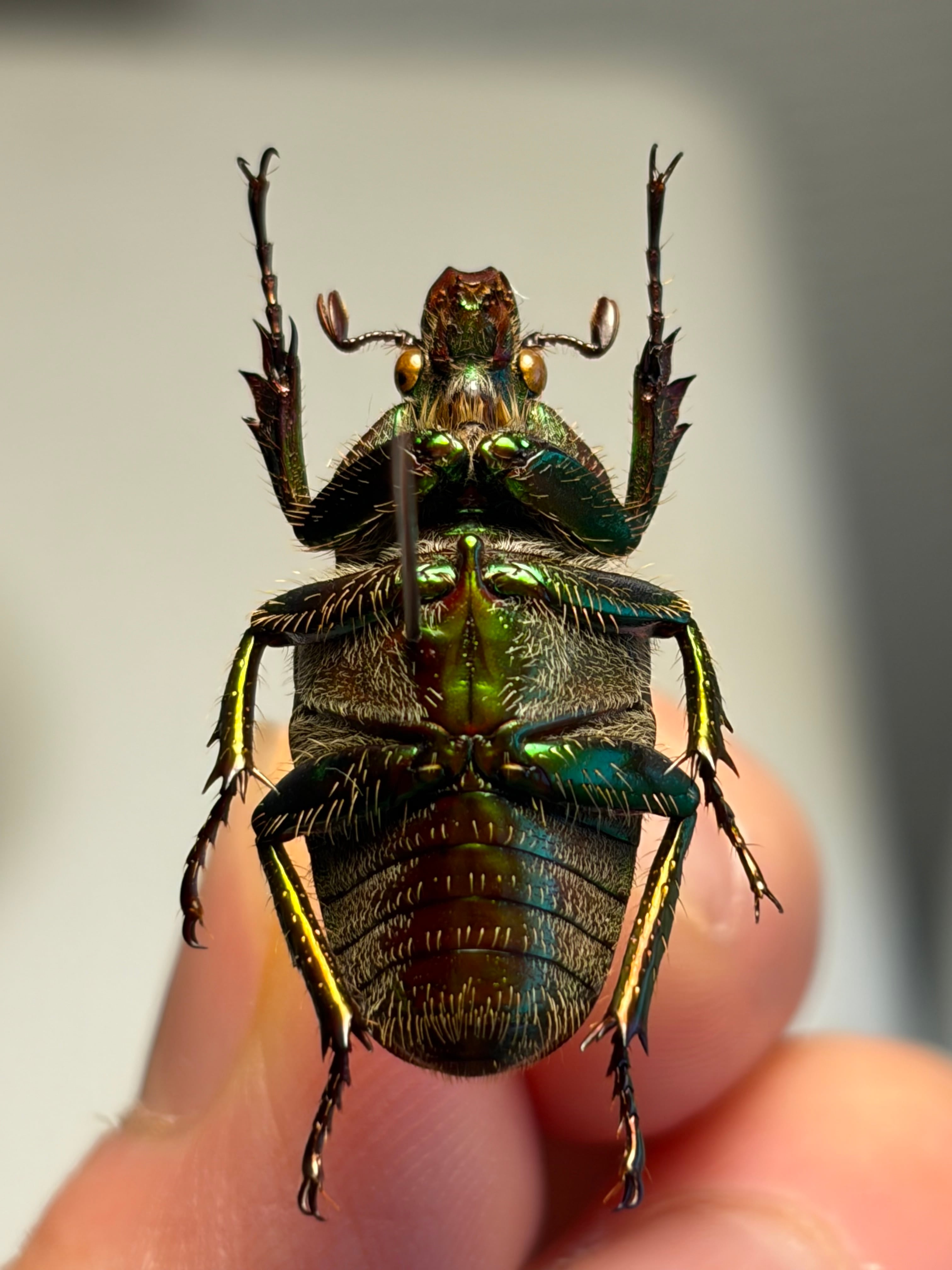 24mm♀】カブトハナムグリ 標本 | オモニキチュウ