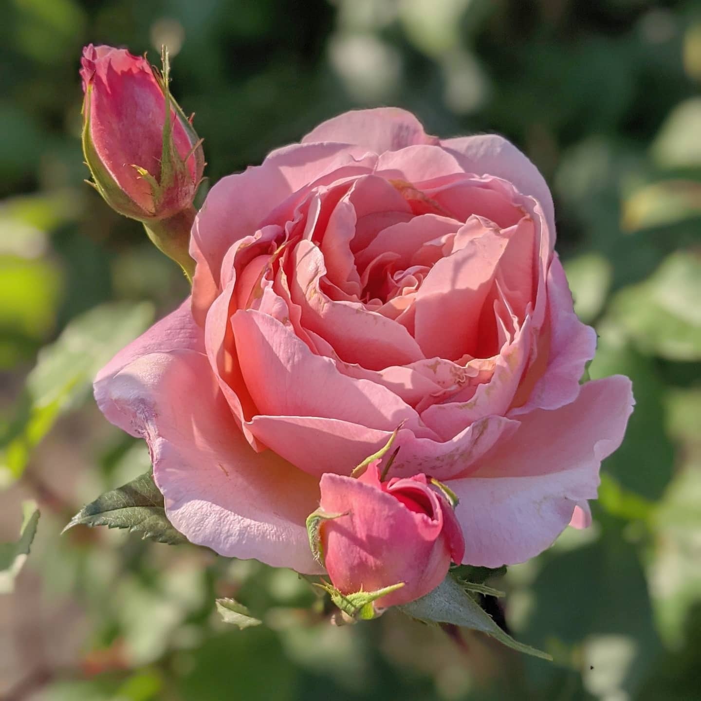 フランシス ブレイズ | 天空のバラ園(無農薬バラ苗・花苗・クレマチス