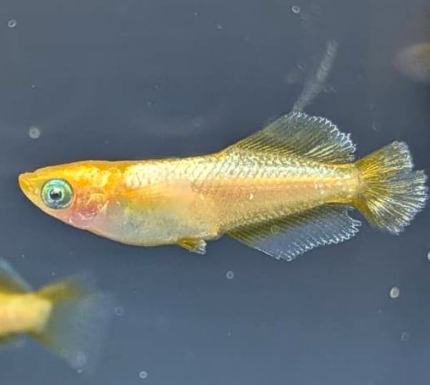 メダカ ヒレ長メダカ ミックス(3匹) | チャーム
