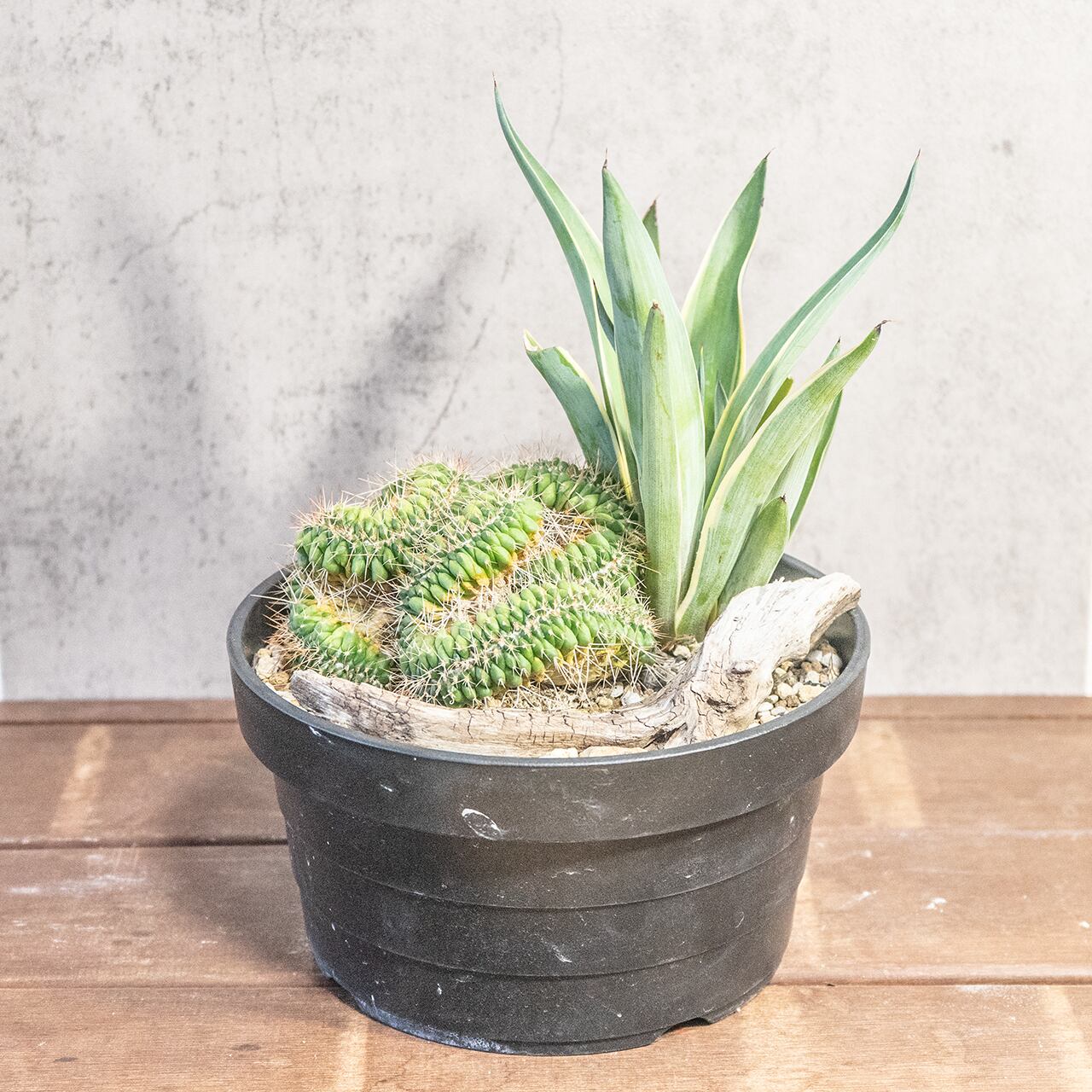 マミラリア白棘白竜丸とアガベ|自然美あふれる流木アレンジ寄せ植え|虫発生抑制