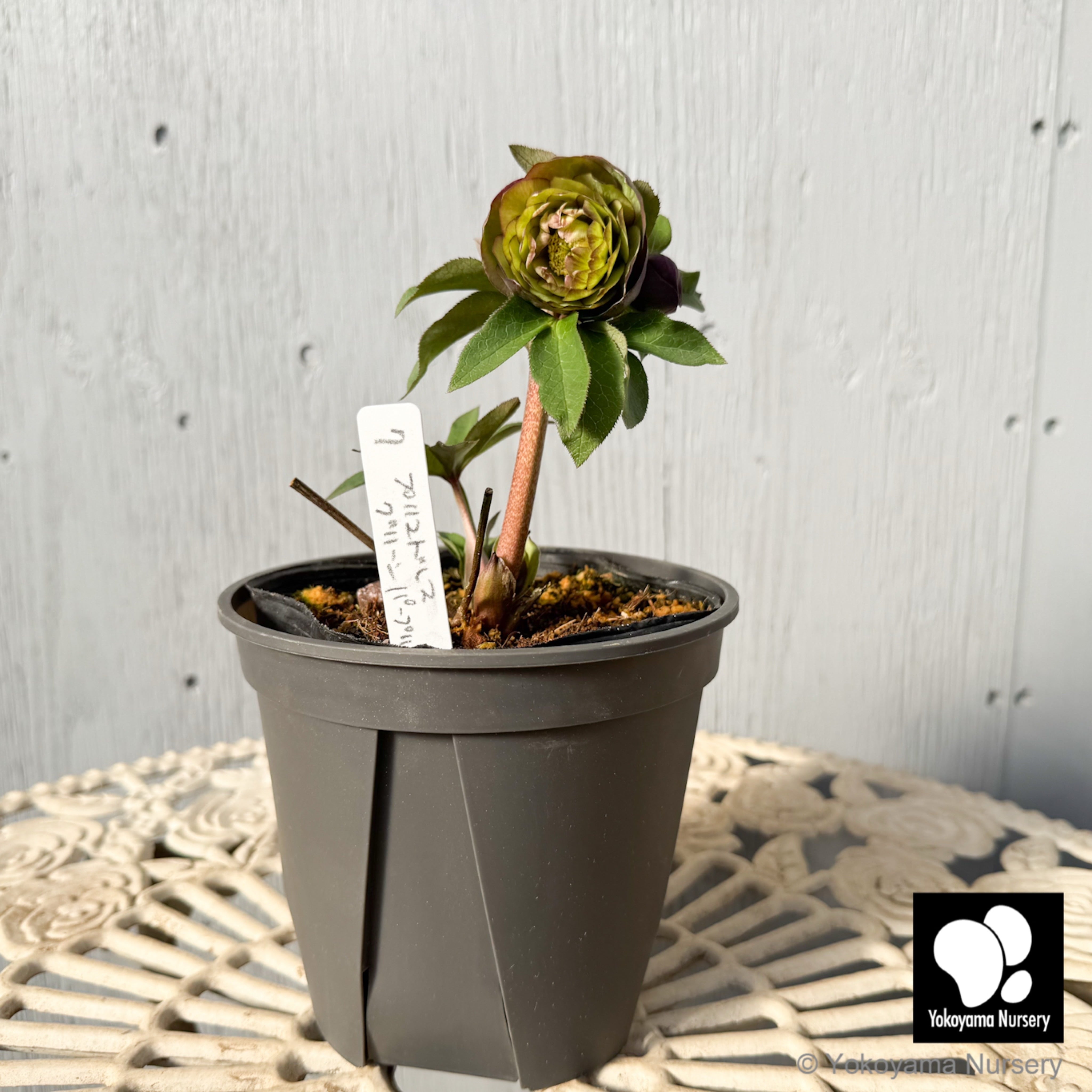 抽選販売】［7］ クリスマスローズ プリマドレス グリーンパープルバイ