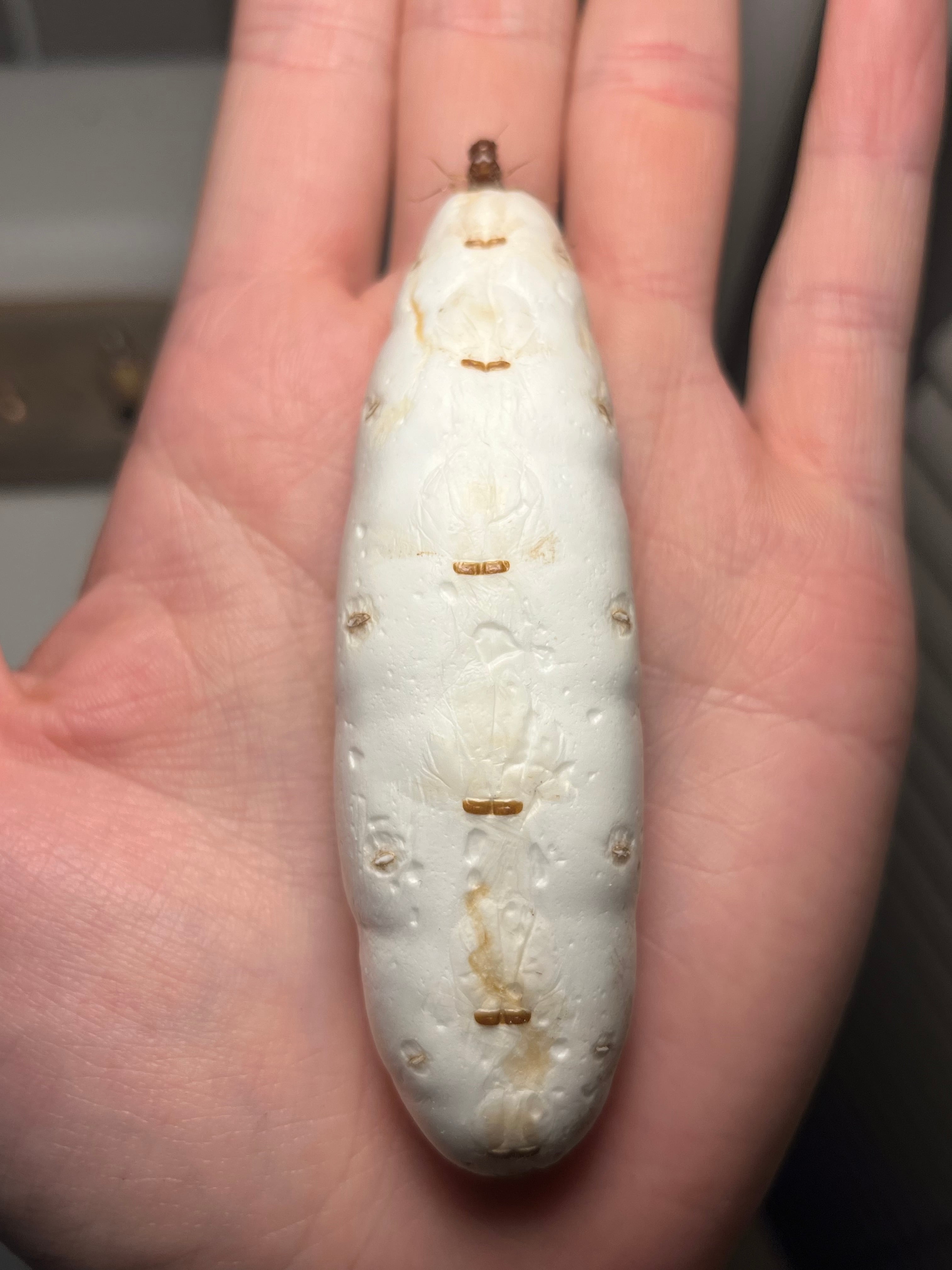 伝説の七節】ロードハウナナフシに酷似のトゲアシフトナナフシオバケ