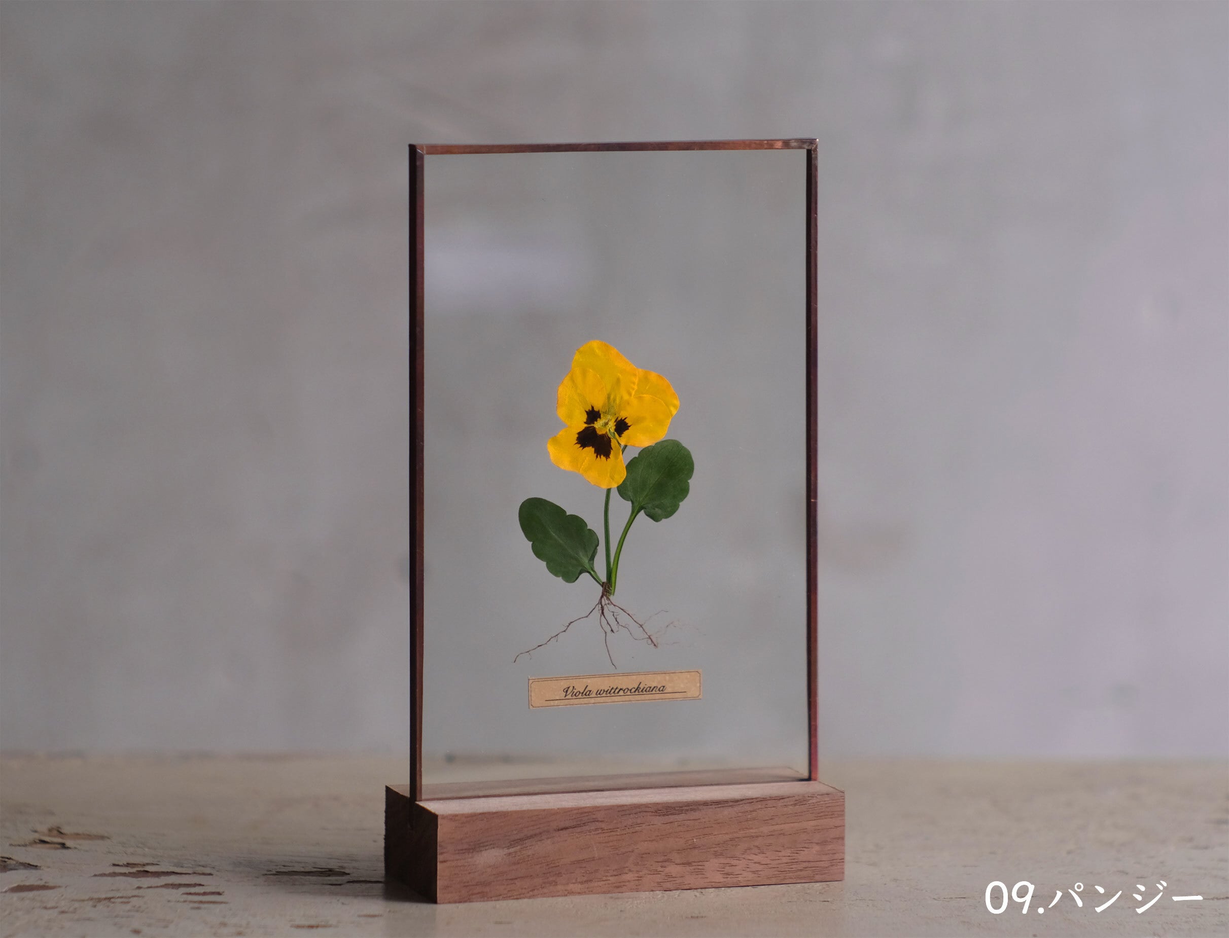Glass specimen ~季節のガラス標本 ~ | はいいろオオカミ＋花屋西別府商店