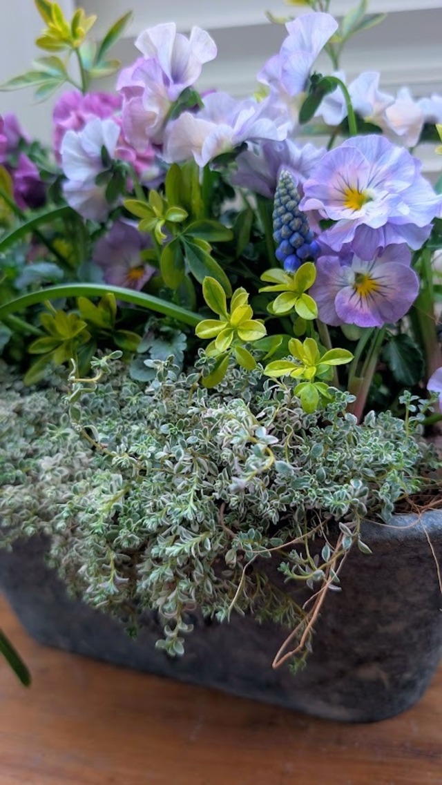 ムスカリとビオラが揺れる春の野原の寄せ植え