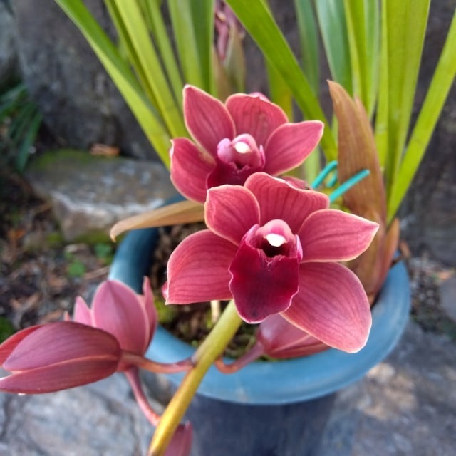 蘭 | hanazukin（花ずきん） 農家直送の花苗・シンビジュームの花束