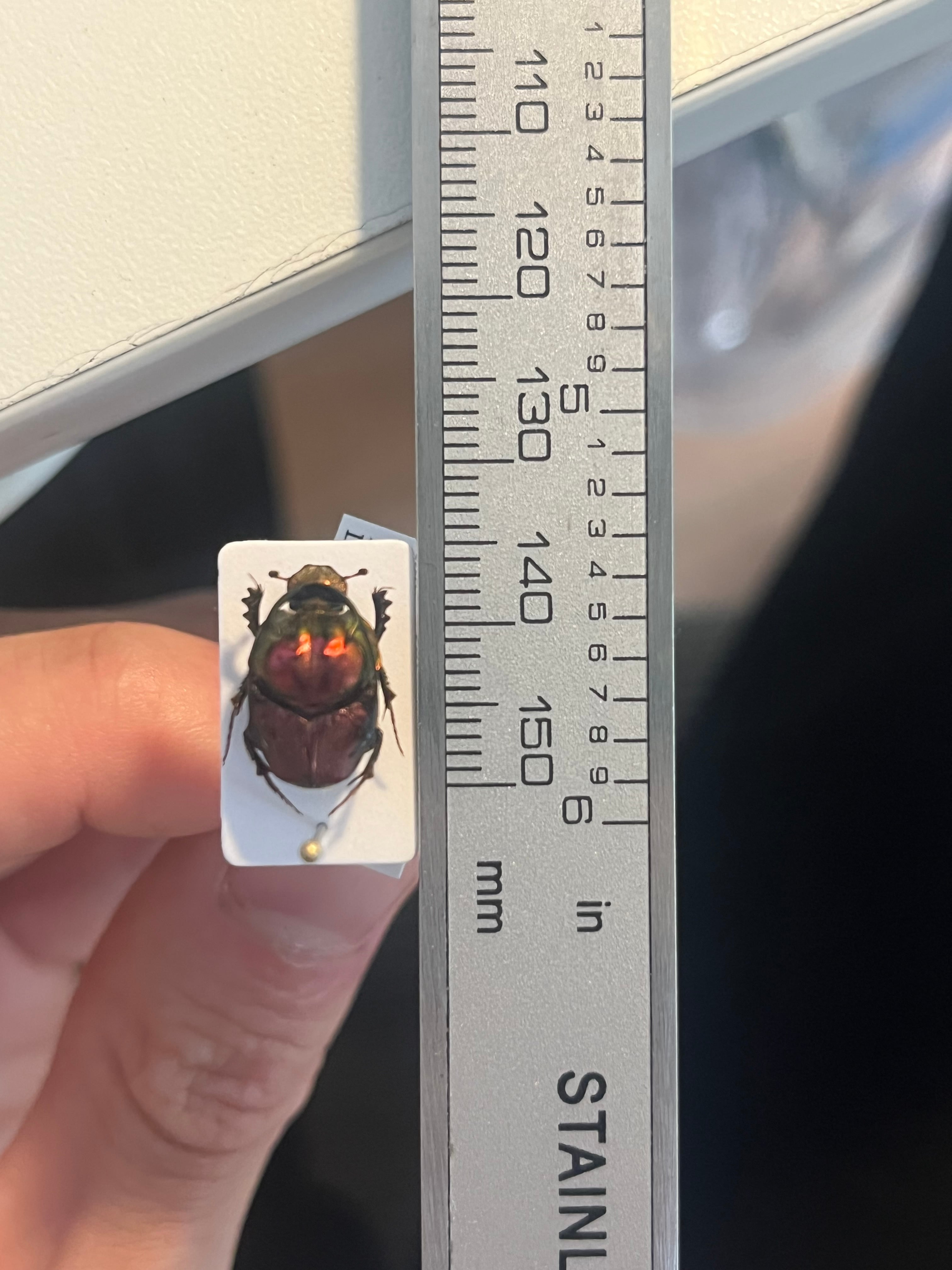 13mm♂】赤シカツノエンマコガネ フンチュウ糞虫昆虫標本甲虫