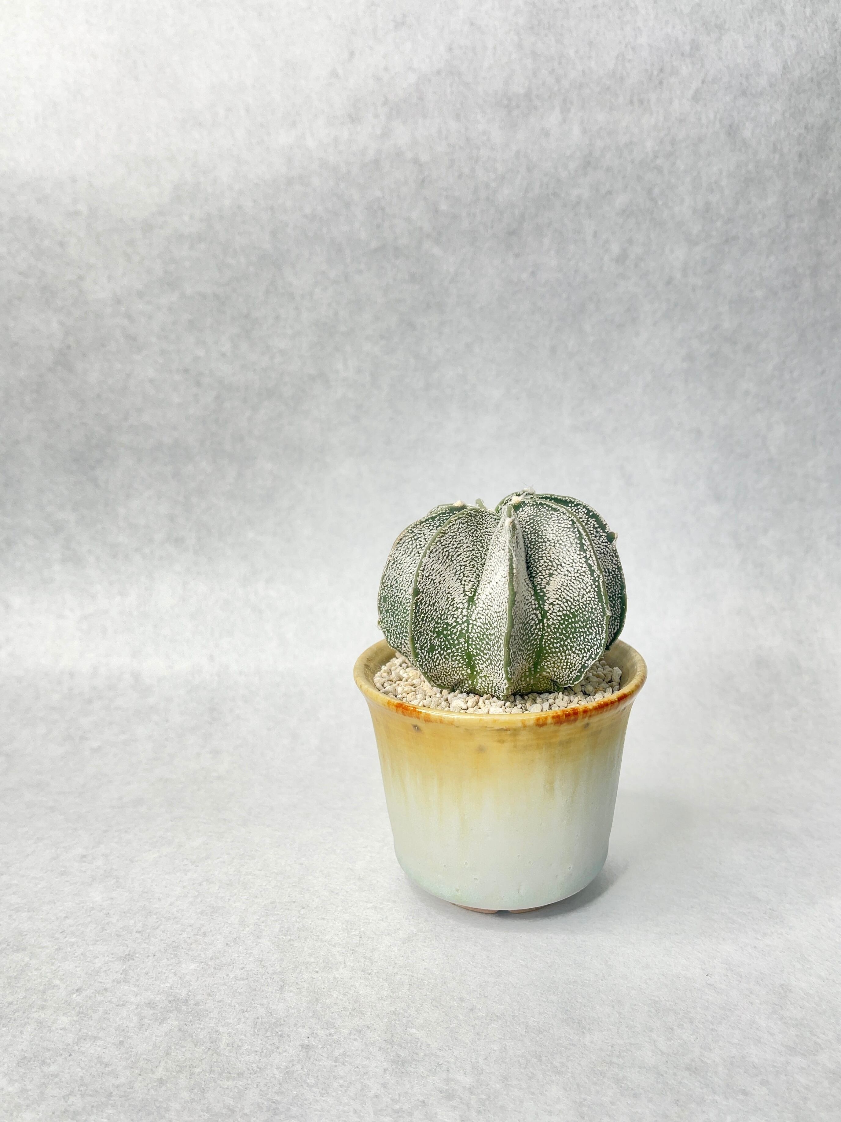 アストロフィツム・白瑞鳳玉 | trigger