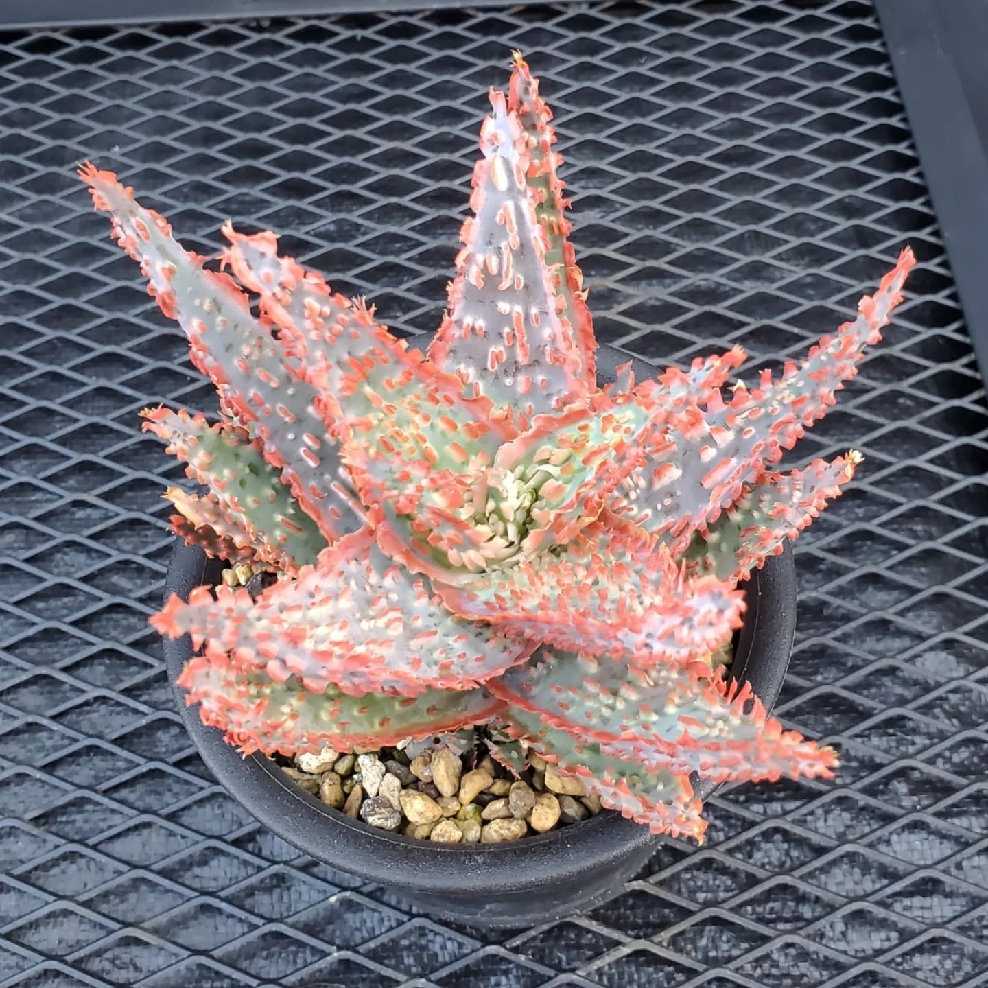 F00385_Aloe Hybrid：アロエ・ハイブリッド（子株） | レアプランツ