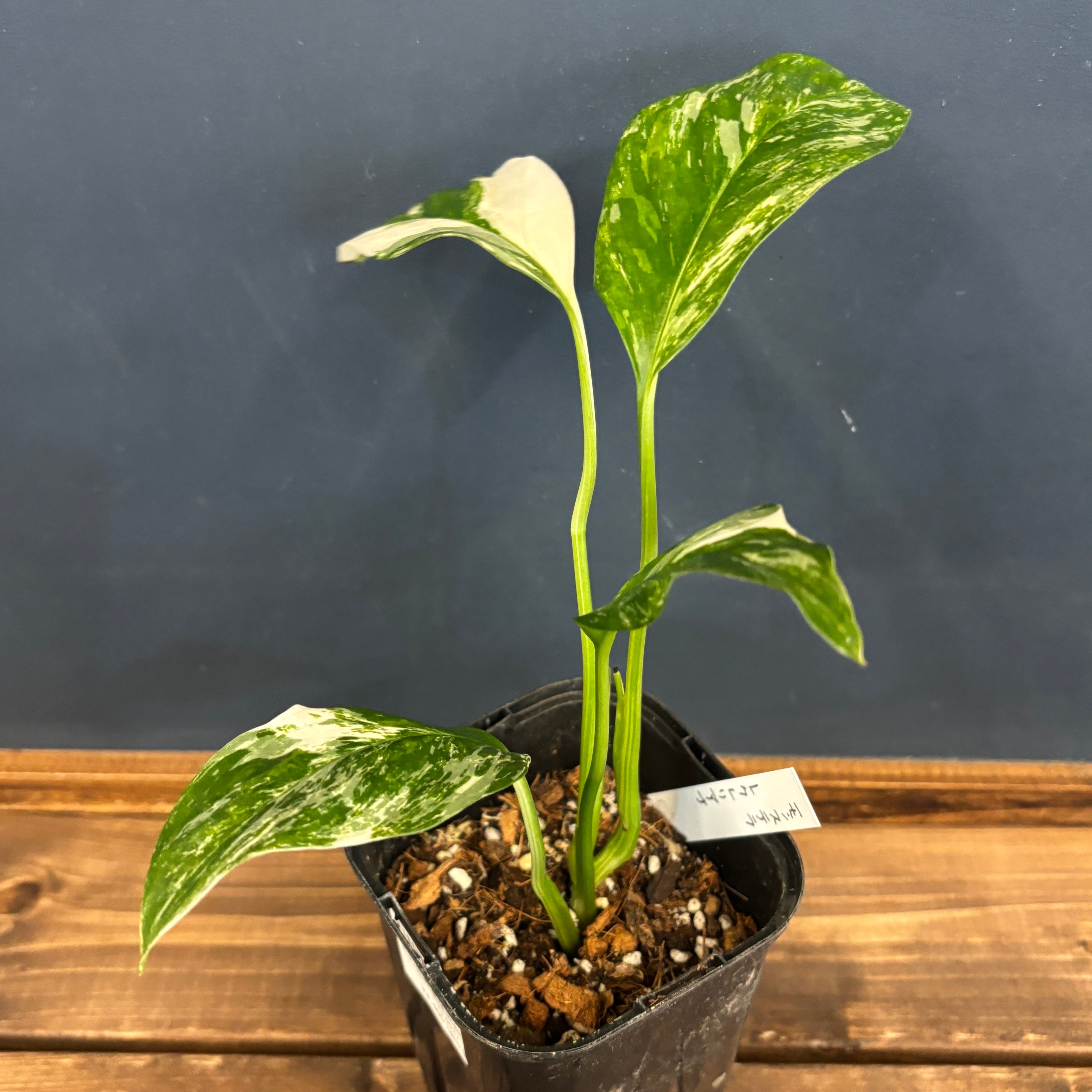 モンステラ斑入りGreen on Green とヒメモンステラおまとめ