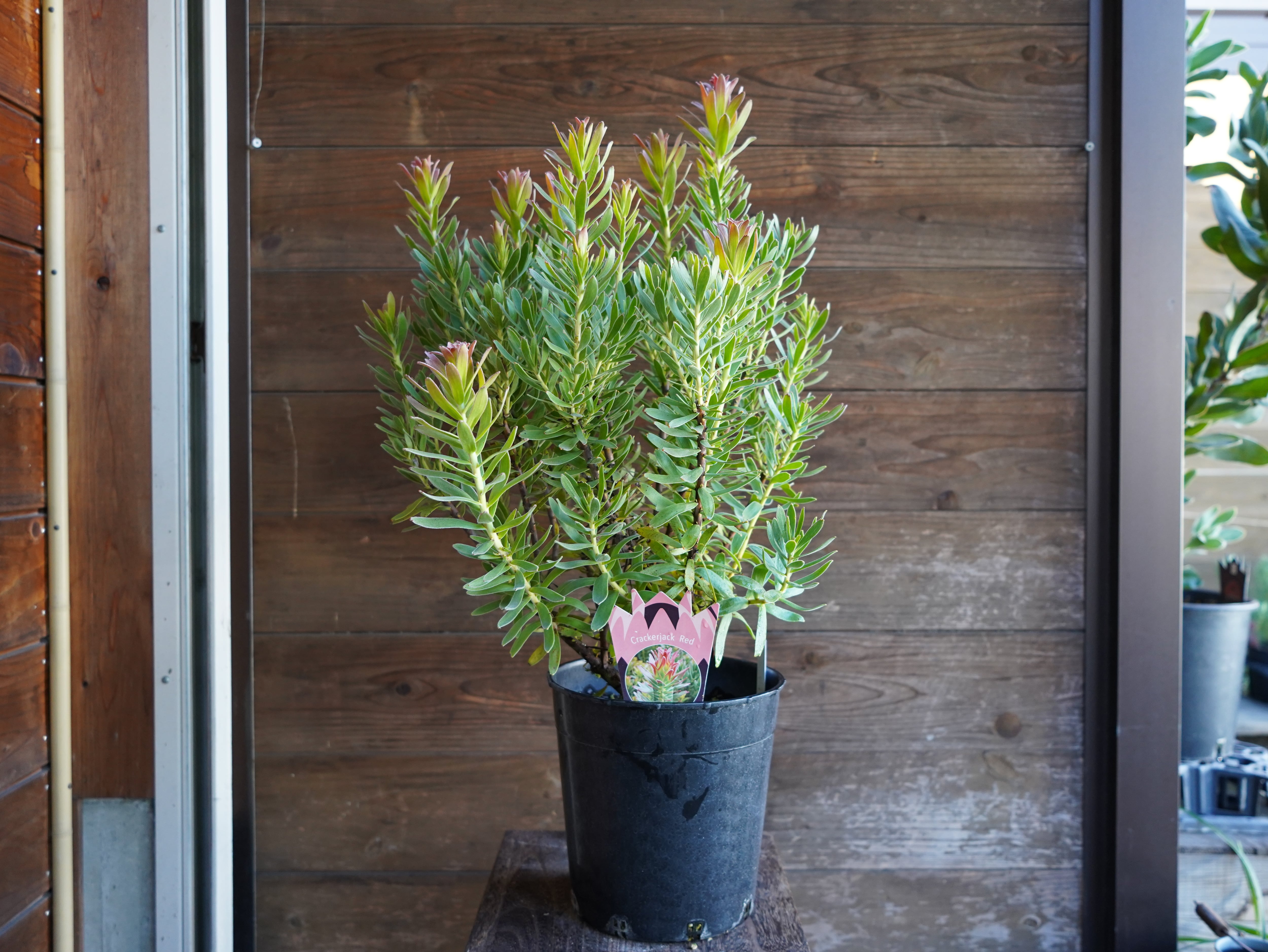 【現物】ミメテス　”クラッカージャックレッド”