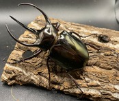 【WD】《イフガオアトラス 80mmUP ペア》