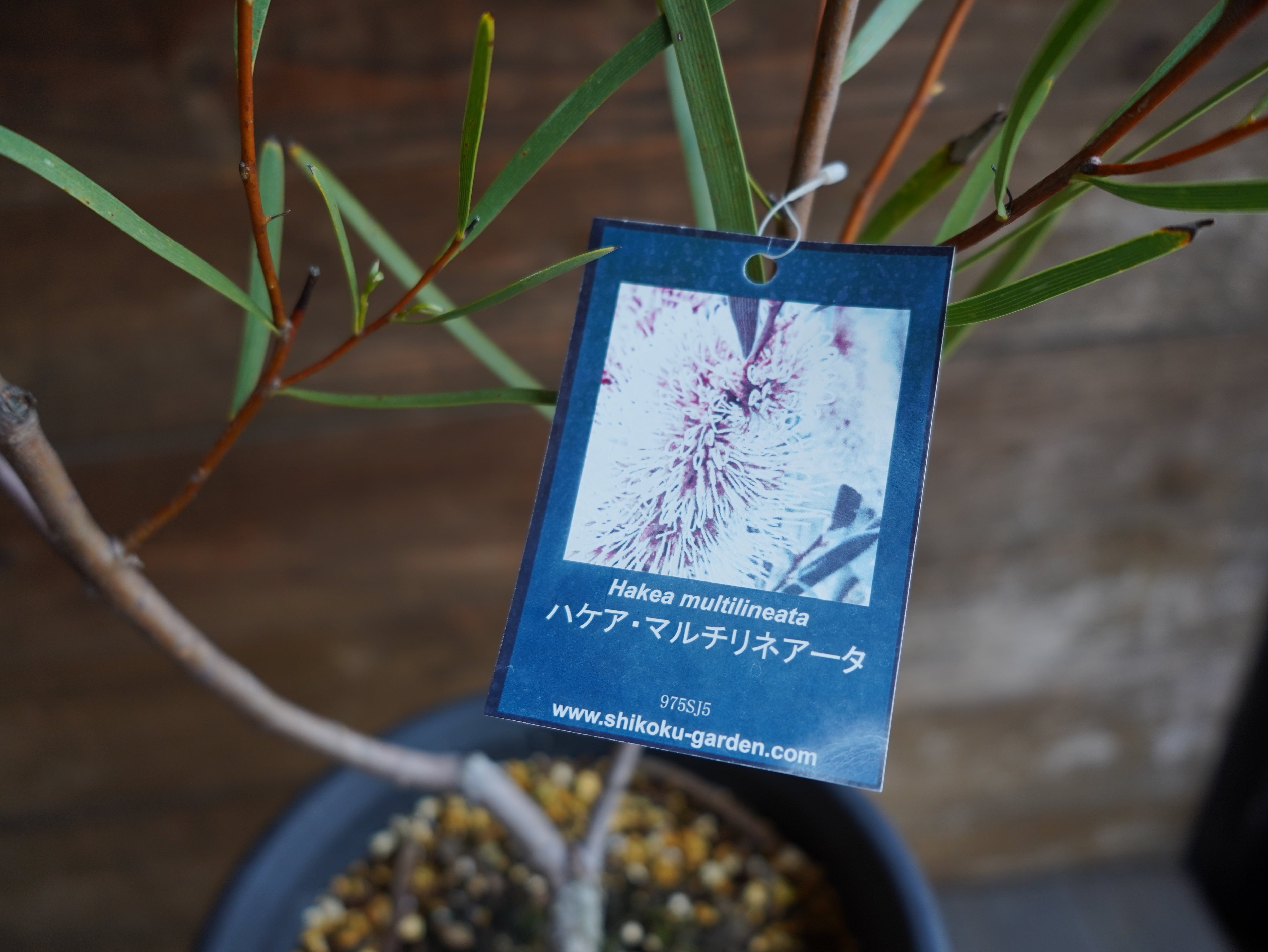 【現物】ハケア　”マルチリネアータ”