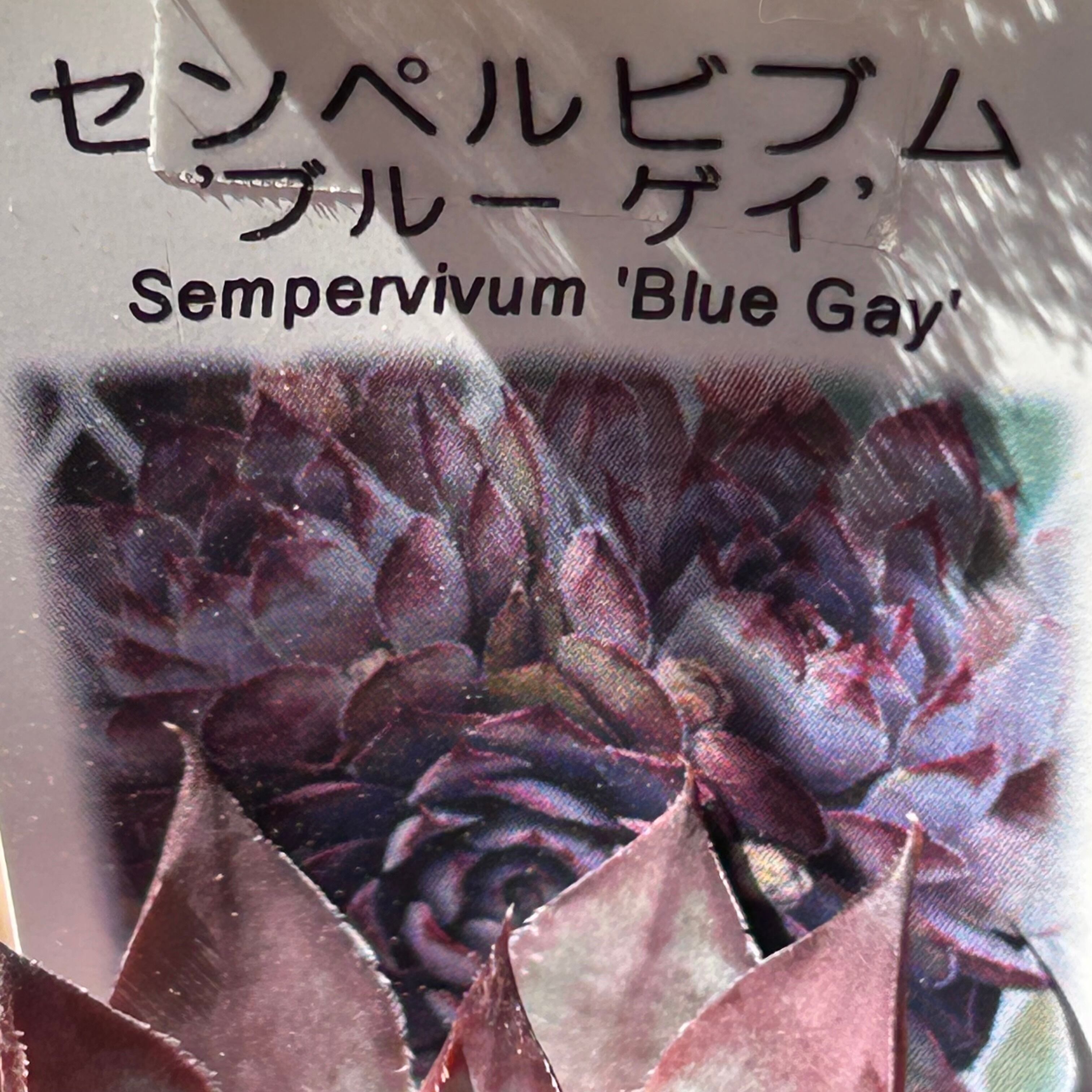 ブルーゲイ センペルビウム | RuPo 多肉植物専門店