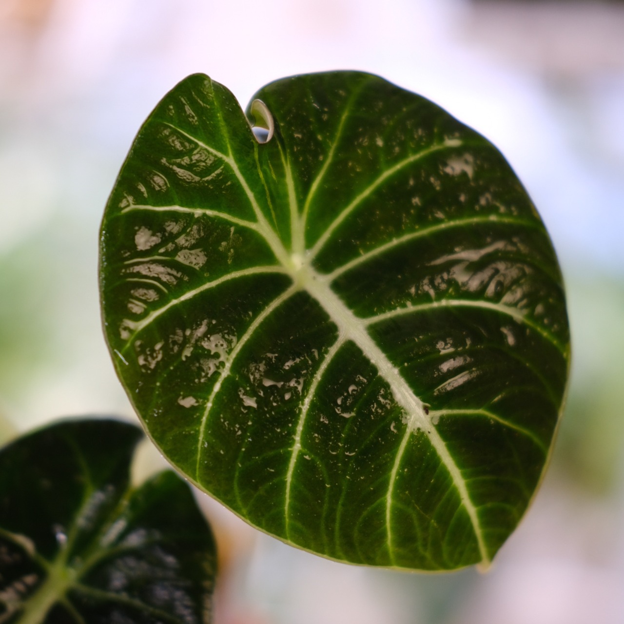 【斑入り】アロカシア ブラックベルベット② / Alocasia reginula 'Variegated'