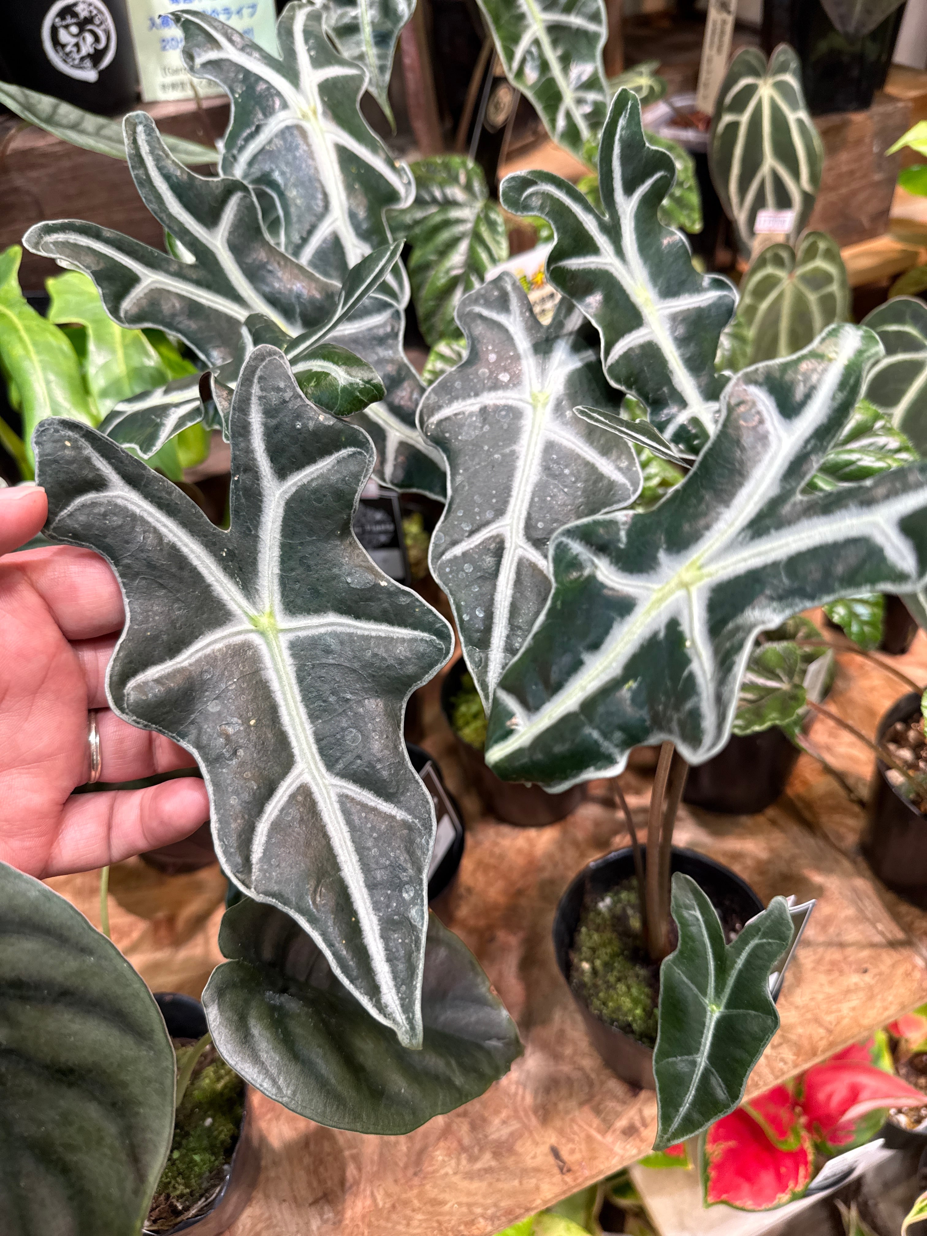 アロカシア ヘテロフィラ 'metallic blue' | Gardenえん 【観葉熱帯植物】