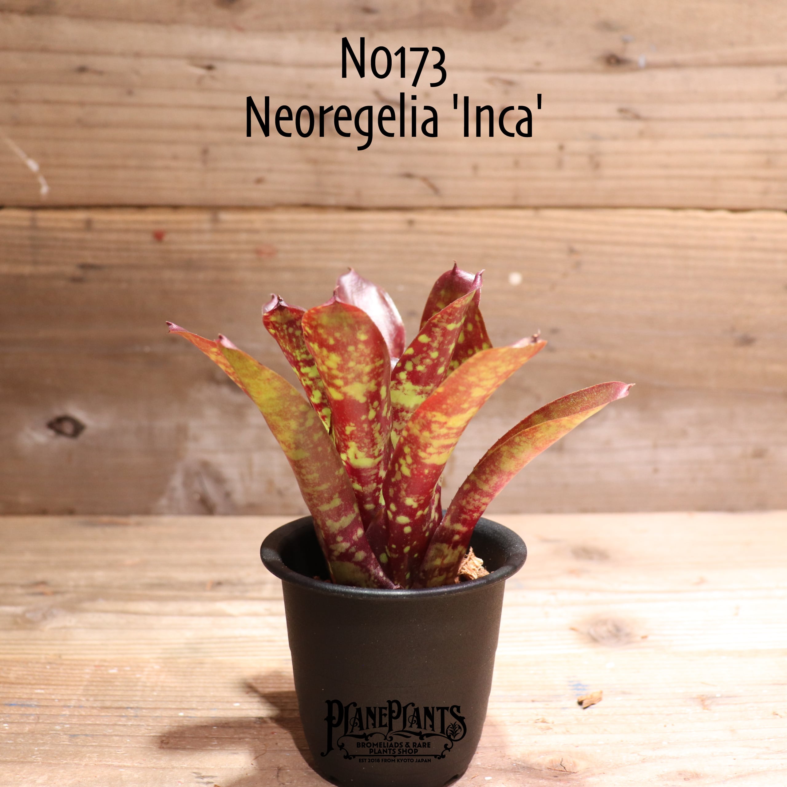 ブロメリア・エアープランツ Neoregelia 'Bombshell Marginated' N0600 送料無料】Neoregelia 'Bombshell Marginated'〔ネオレゲリア