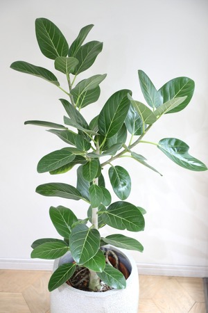【L/120cm】フィカス ベンガレンシス/Ficus benghalensis