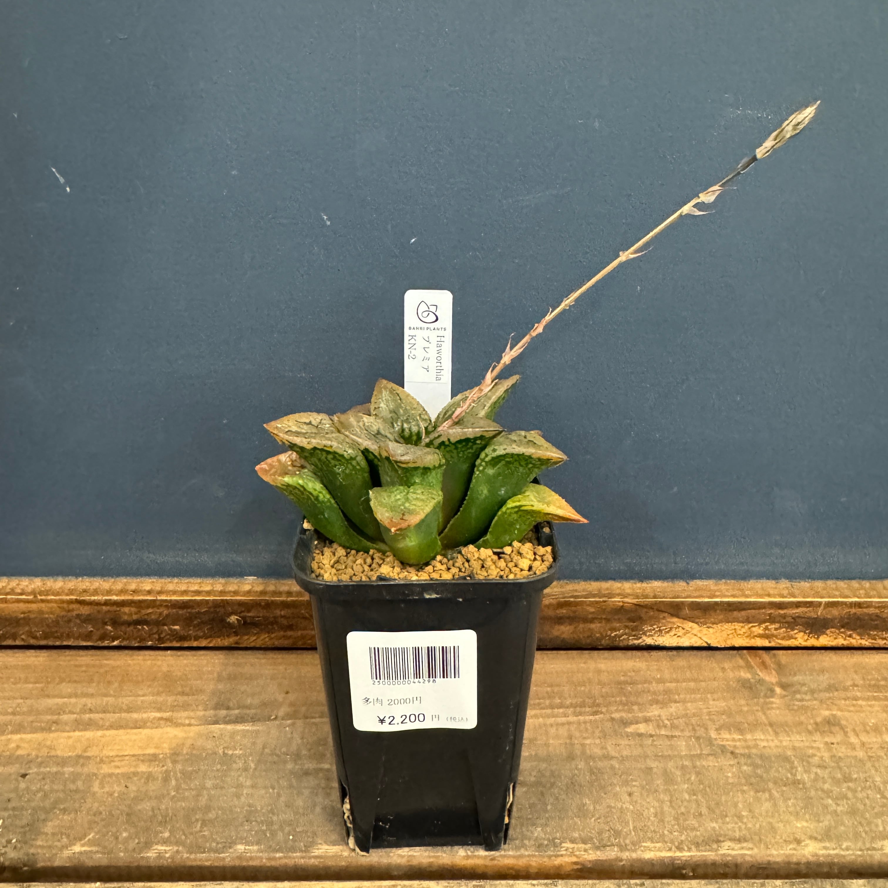 ユーフォルビア、その他多肉 | PROTOLEAF プロトリーフ