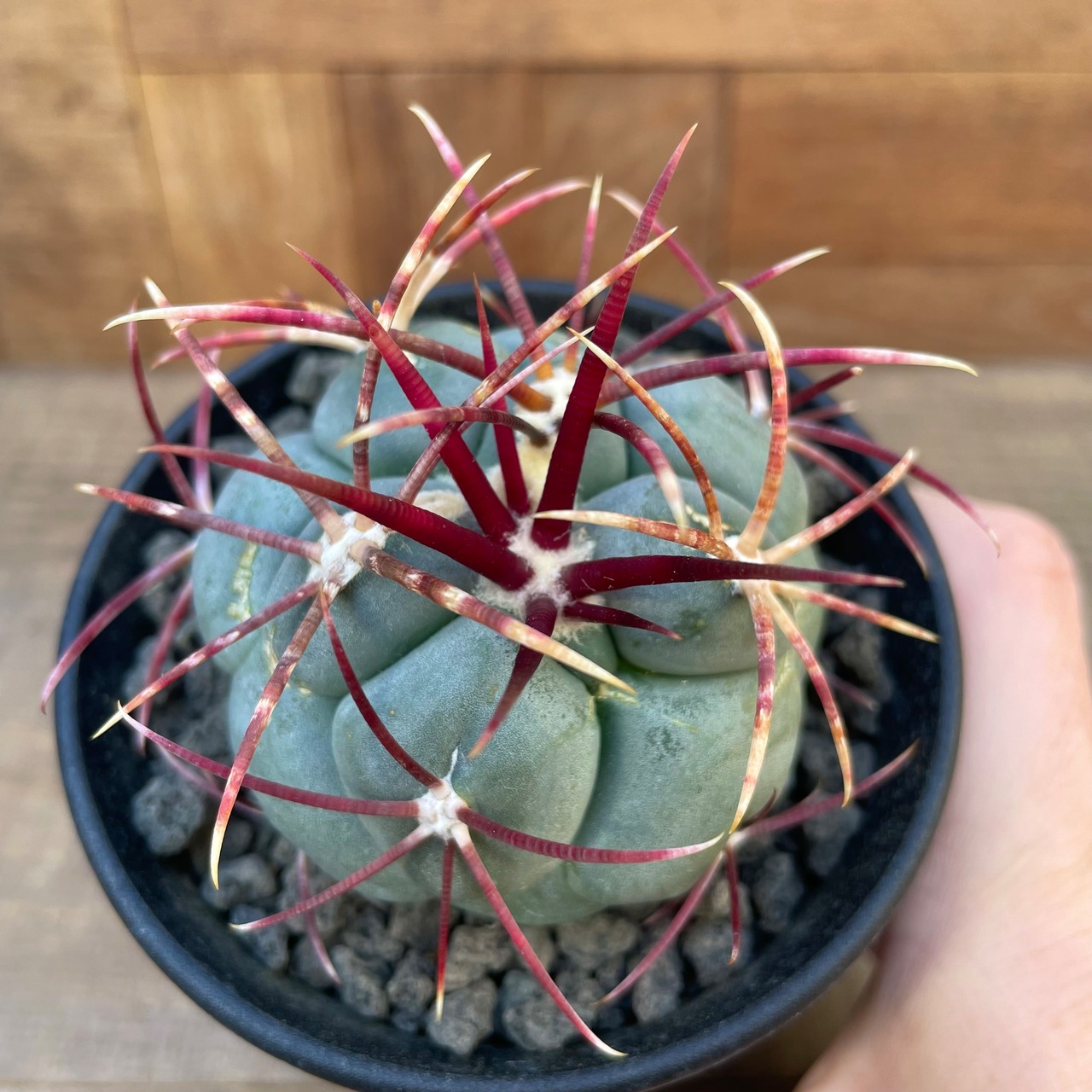 Thelocactus hexaedrophorus v. fossulatus【テロカクタス・緋冠竜・実生】