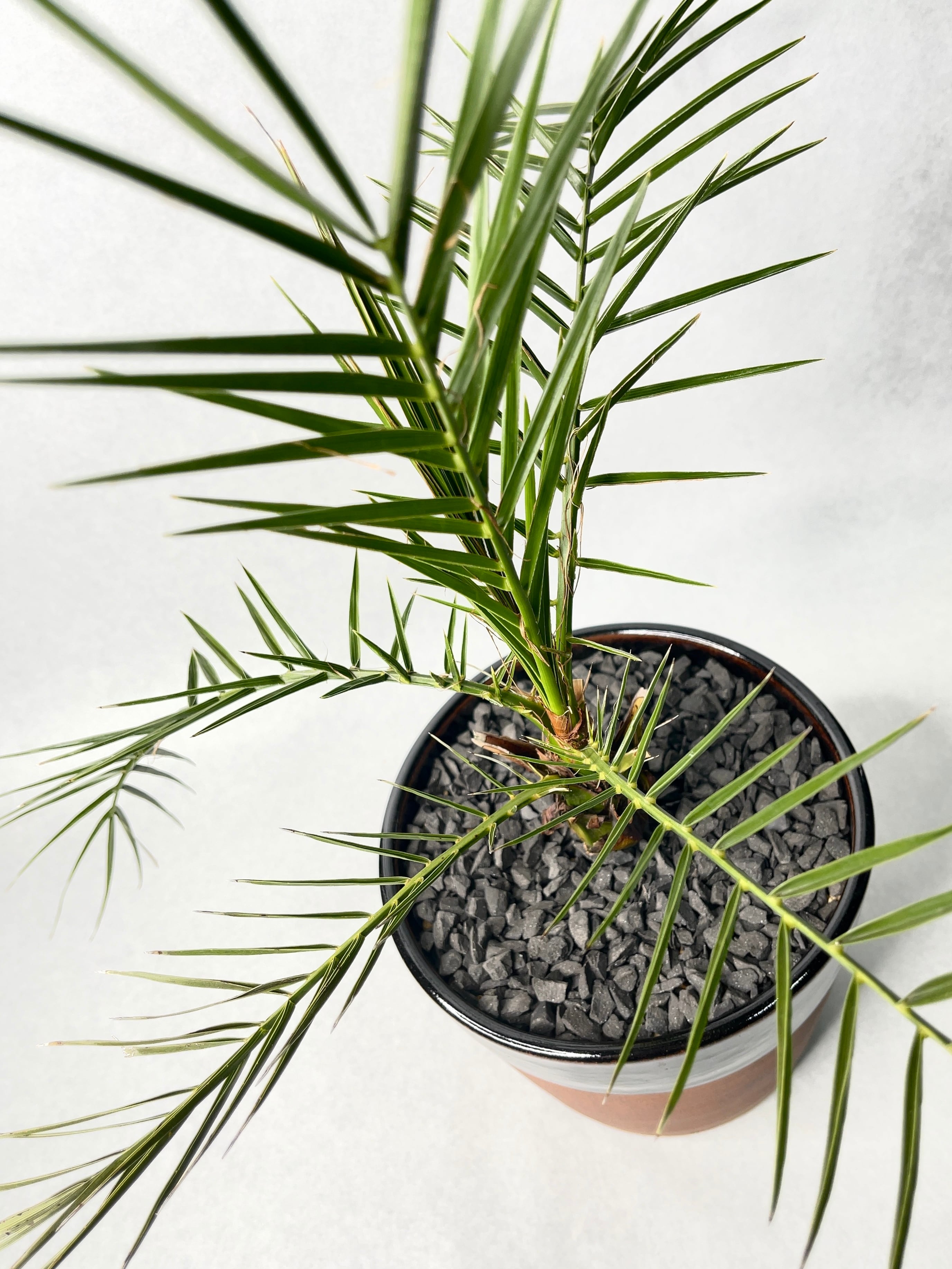 現物「ナツメヤシ」10号 ◇フェニックス・ナツメヤシ・10号◇国産デーツ苗！◇全長80CM