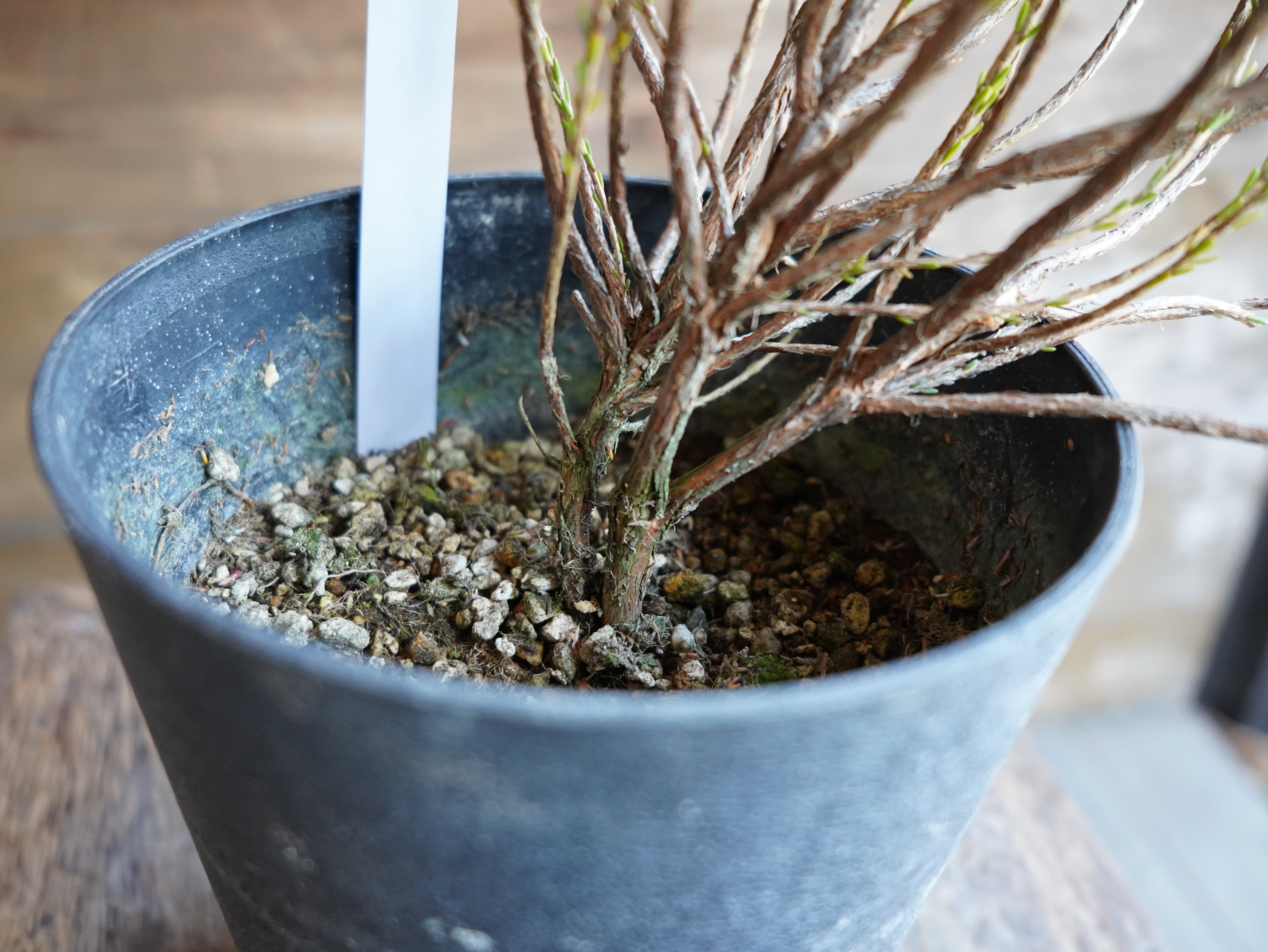 【現物】アクチノジウム ”シャトルデイジー” A