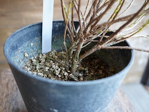 【現物】アクチノジウム ”シャトルデイジー” A