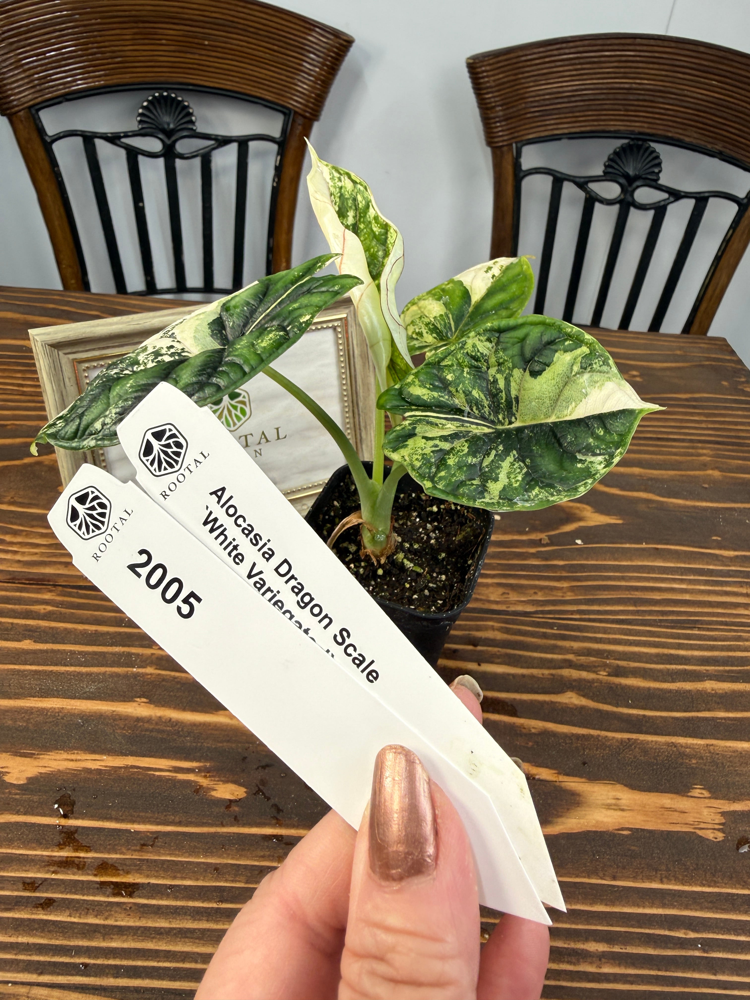 ドラゴンスケールホワイト バリエガータ | ROOTALPLANTS