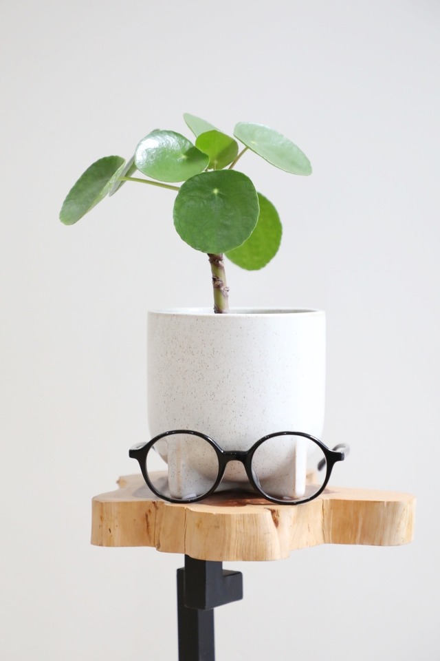 【S】ペペロミア オイデス/Peperomia oides