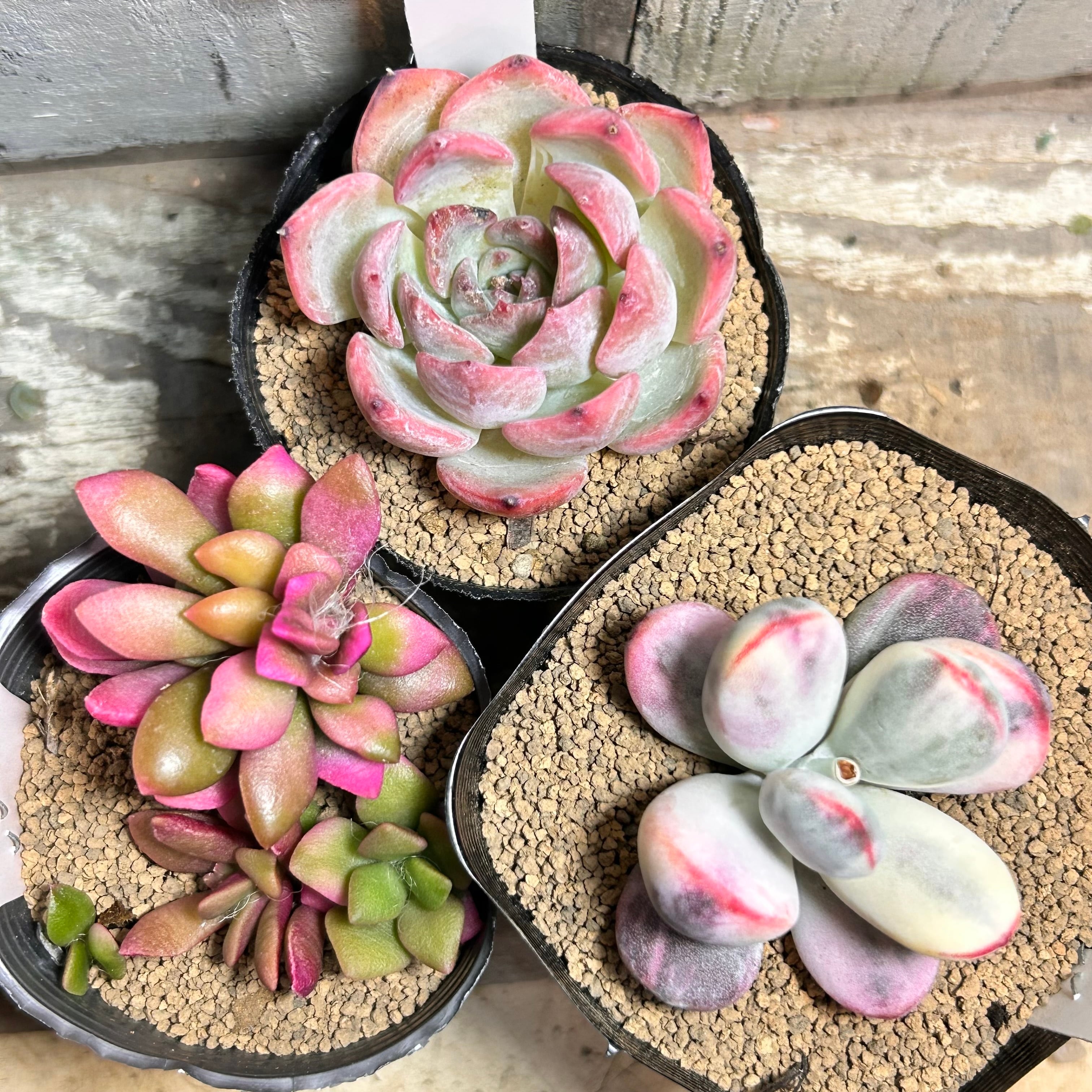 96#多肉植物アエオニウム錦❤️ブロンズメダル錦❤️50-60大頭27cm 拔き苗 ブロンズメタル(メダル)錦 アエオニウム | RuPo 多肉植物専門店