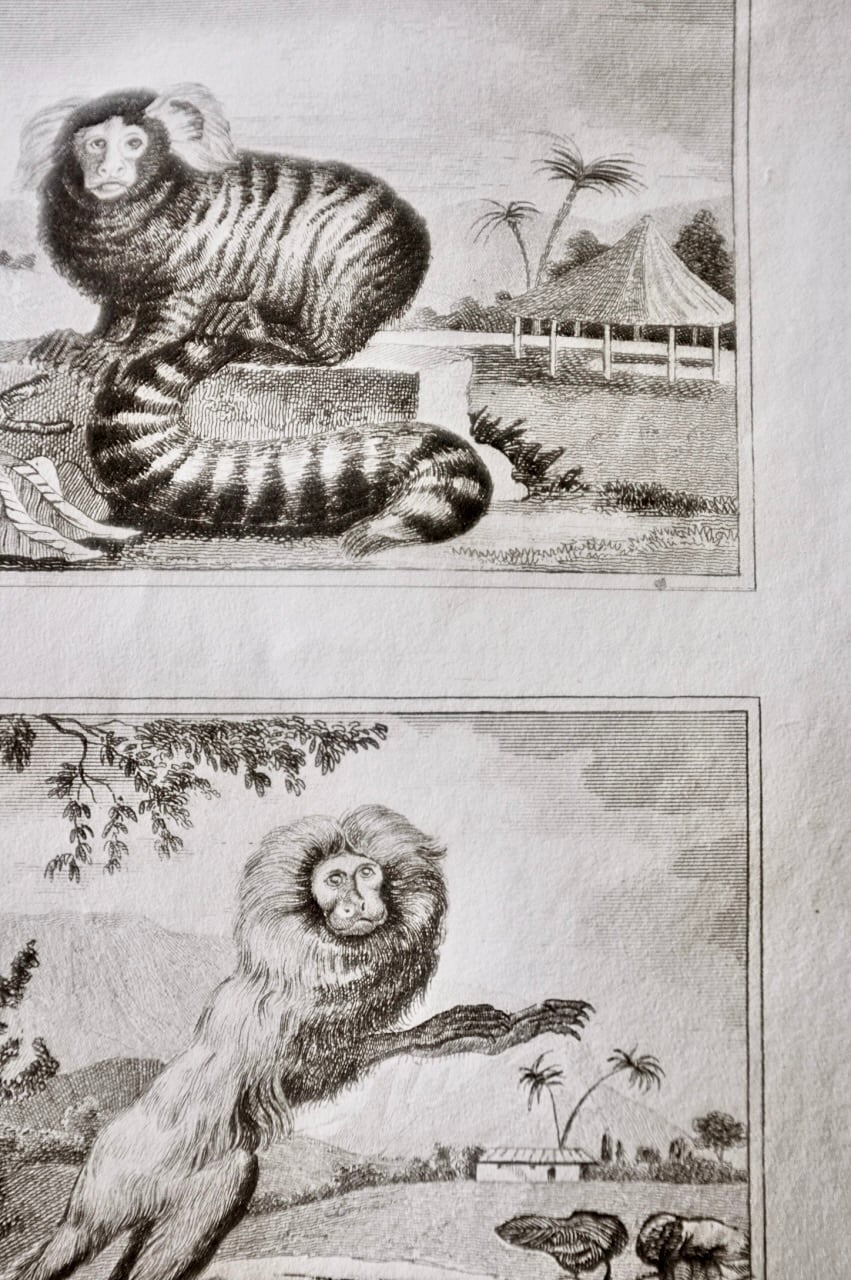 キツネの図版　フランス　アンティーク　版画　1880年　動物　博物画　額縁 キツネの図版フランスアンティーク版画1880年動物博物画額縁