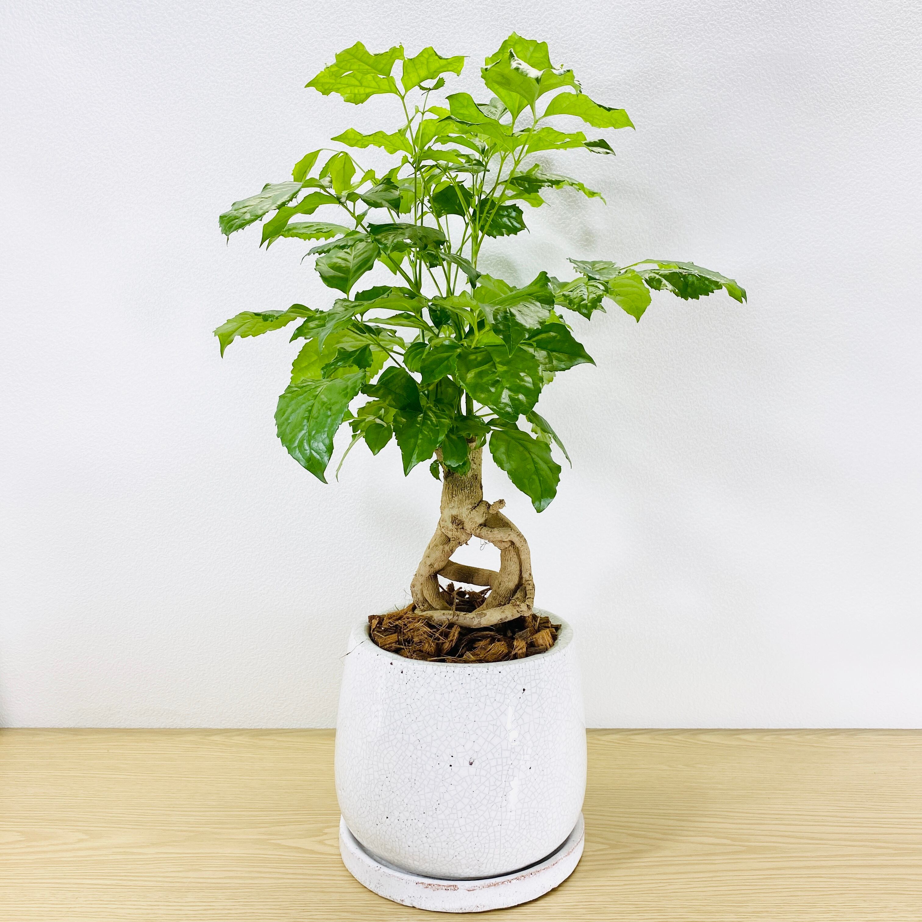 ヘテロパナックス 観葉植物 1点もの Herbree 観葉植物の通販