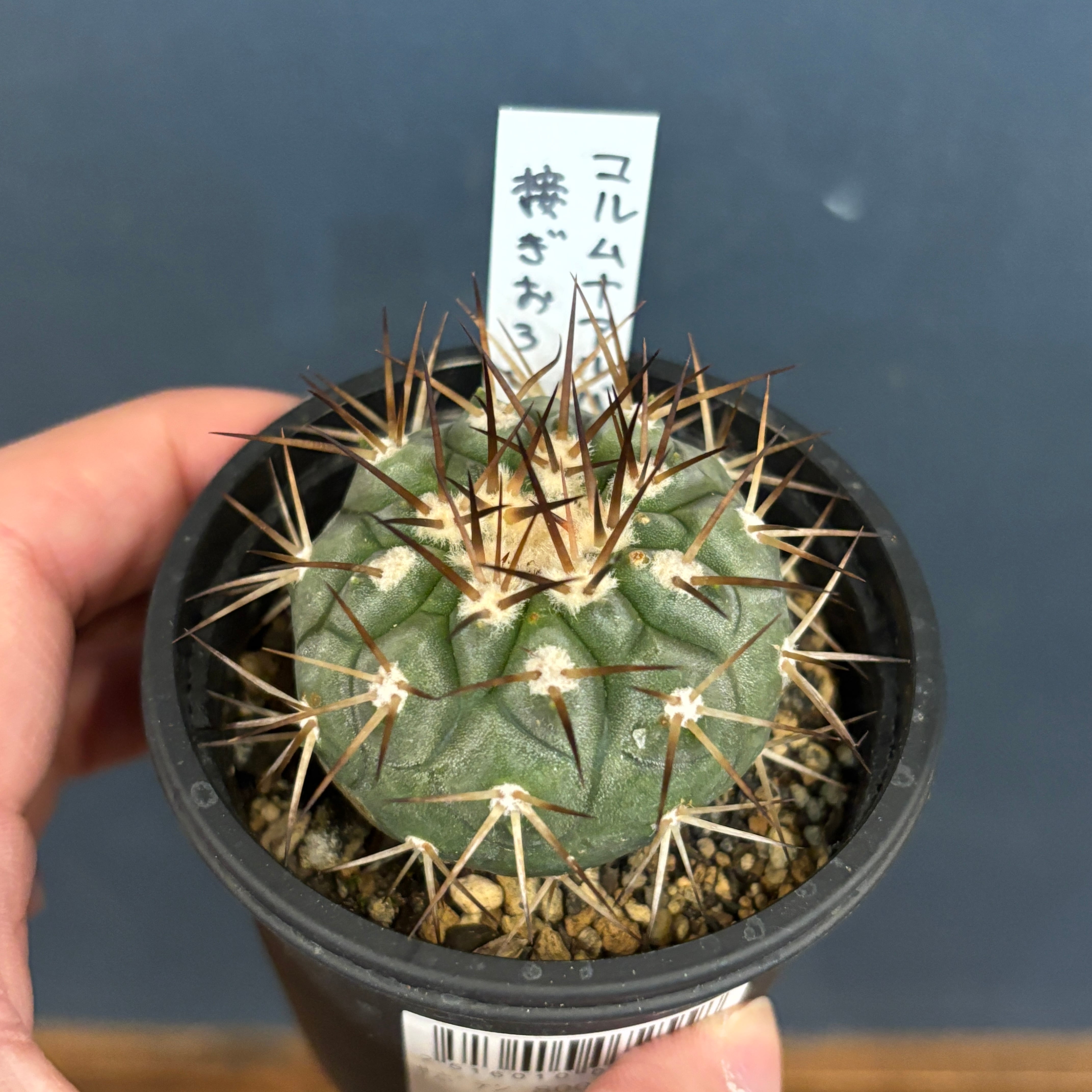 3号 観葉植物」の人気商品一覧 | 安い商品を通販サイトから探す -