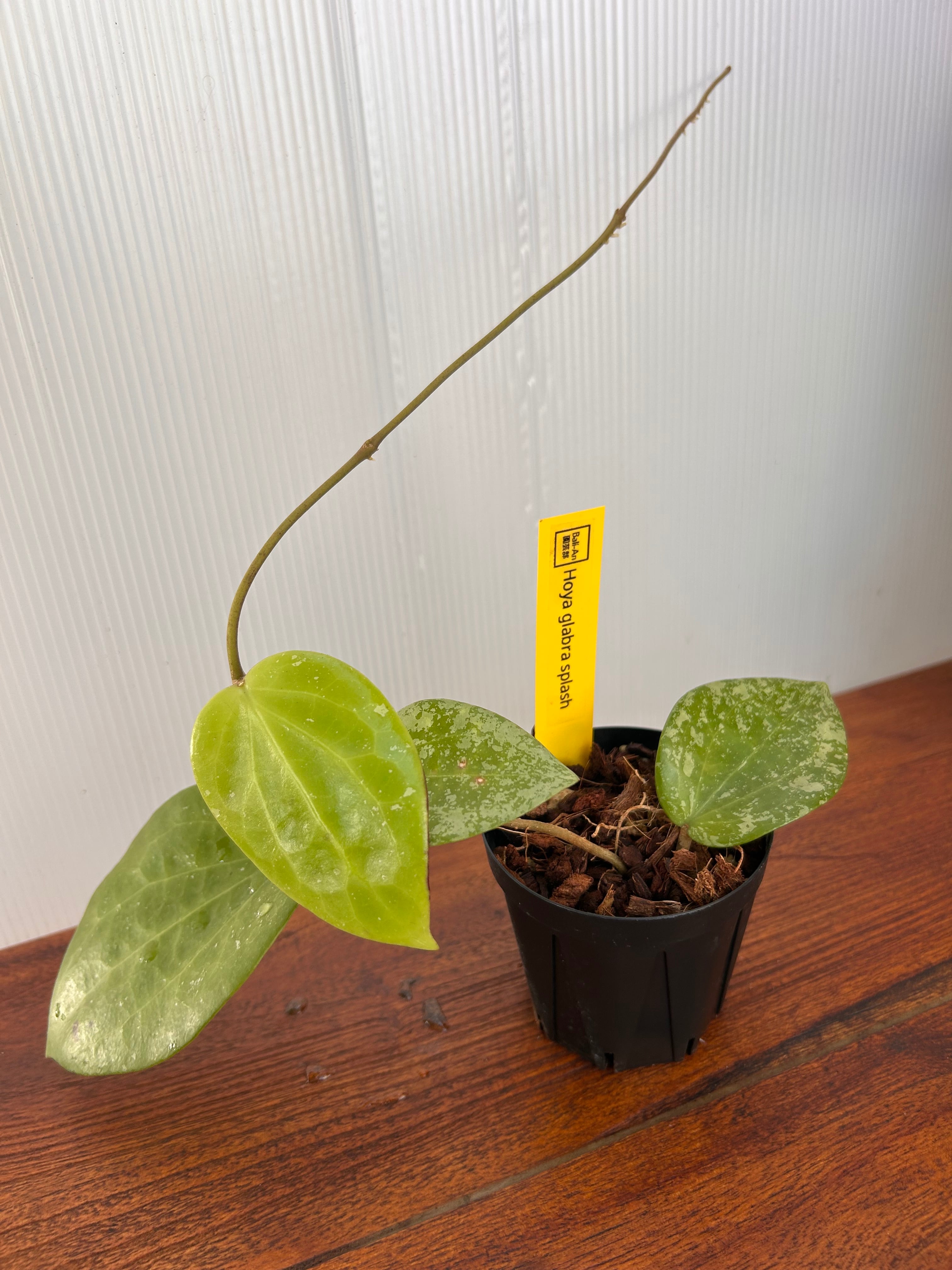 Hoya | BALI-AN 園芸