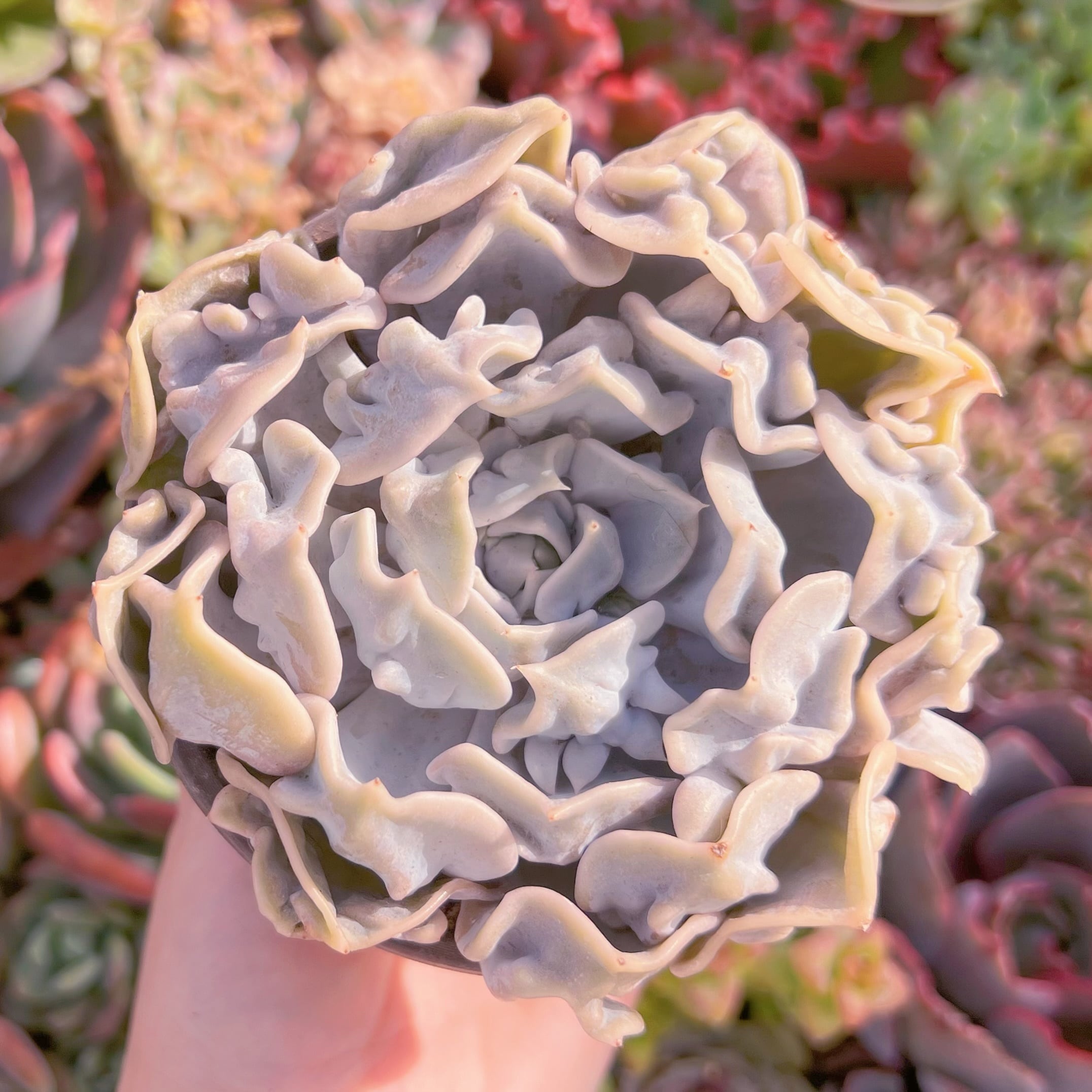 現品　スリラーパール#A023　大苗　るる農園