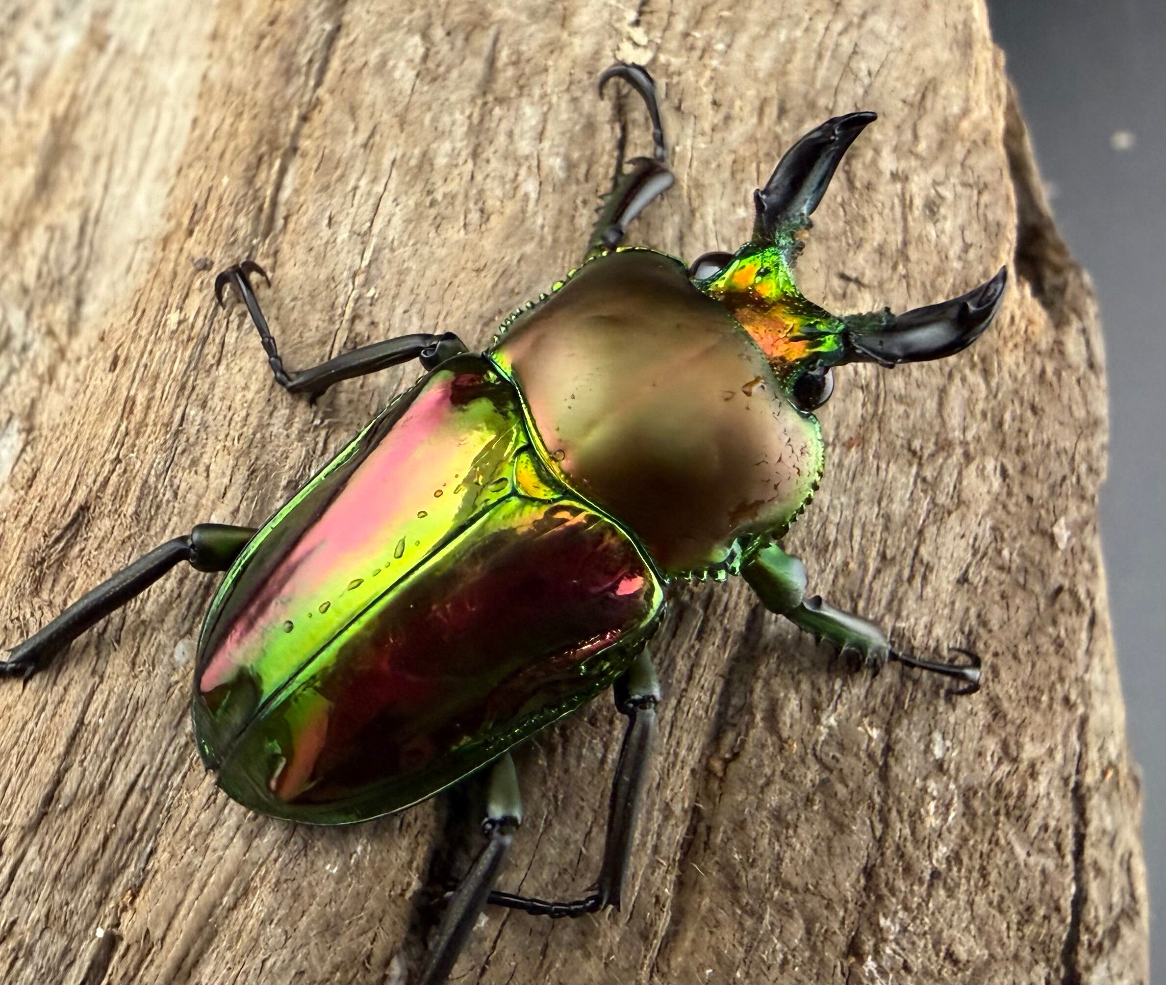 ニジイロクワガタ 33.5mm ♂♀♀トリオ》 | KPW公式オンラインショップ