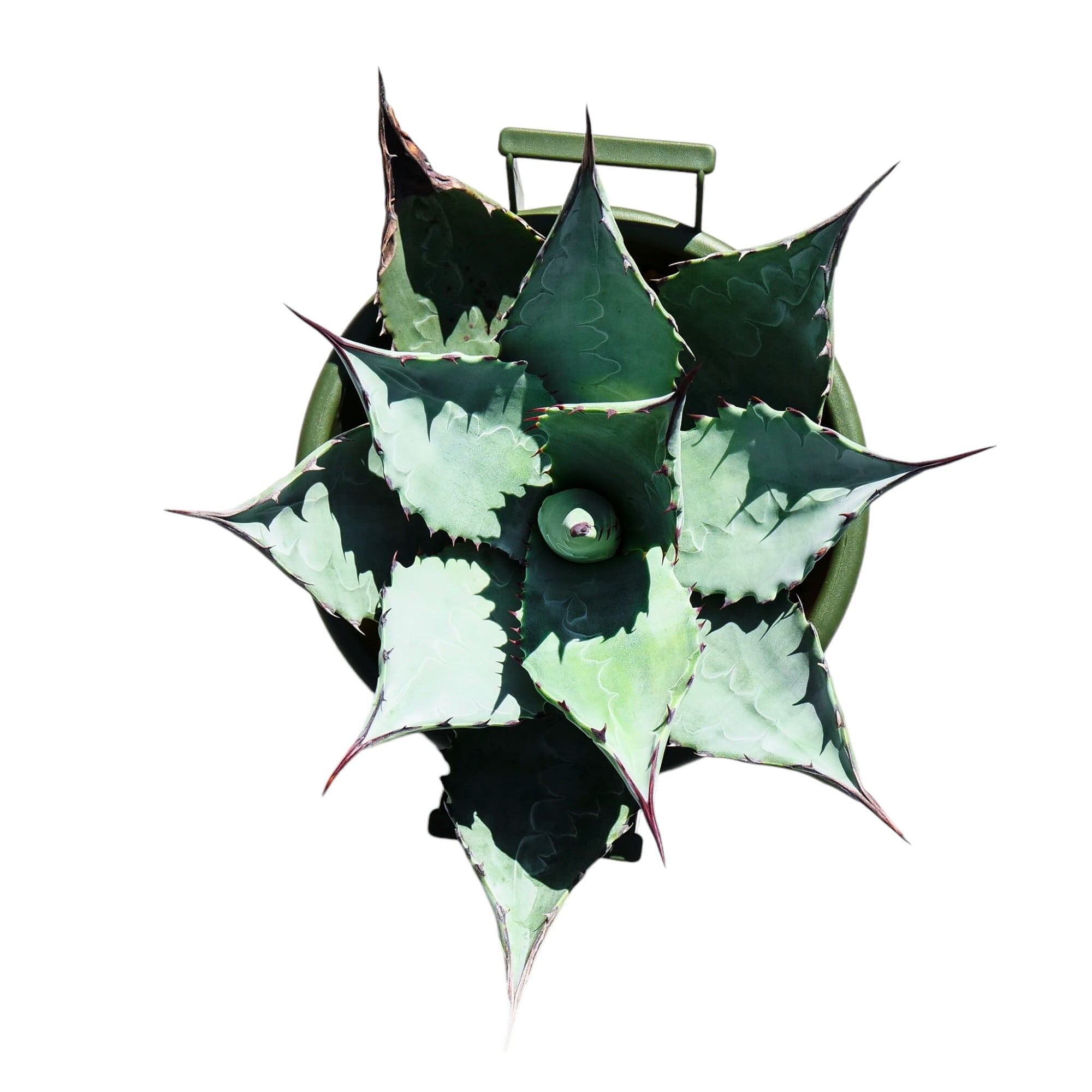 苔テラリウム No.025 | Pay ID