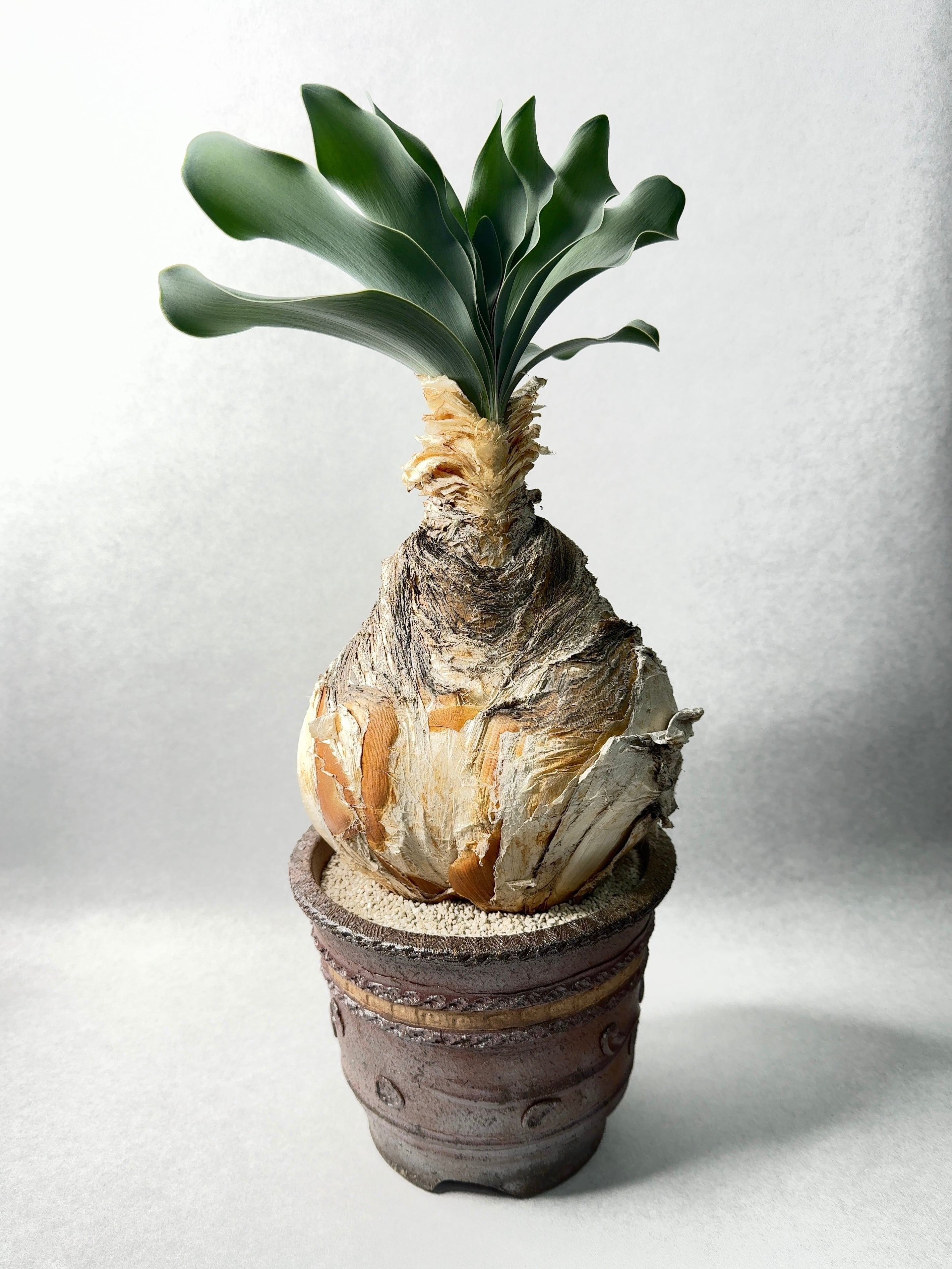 ブーファン・ハエマンソイデス | trigger