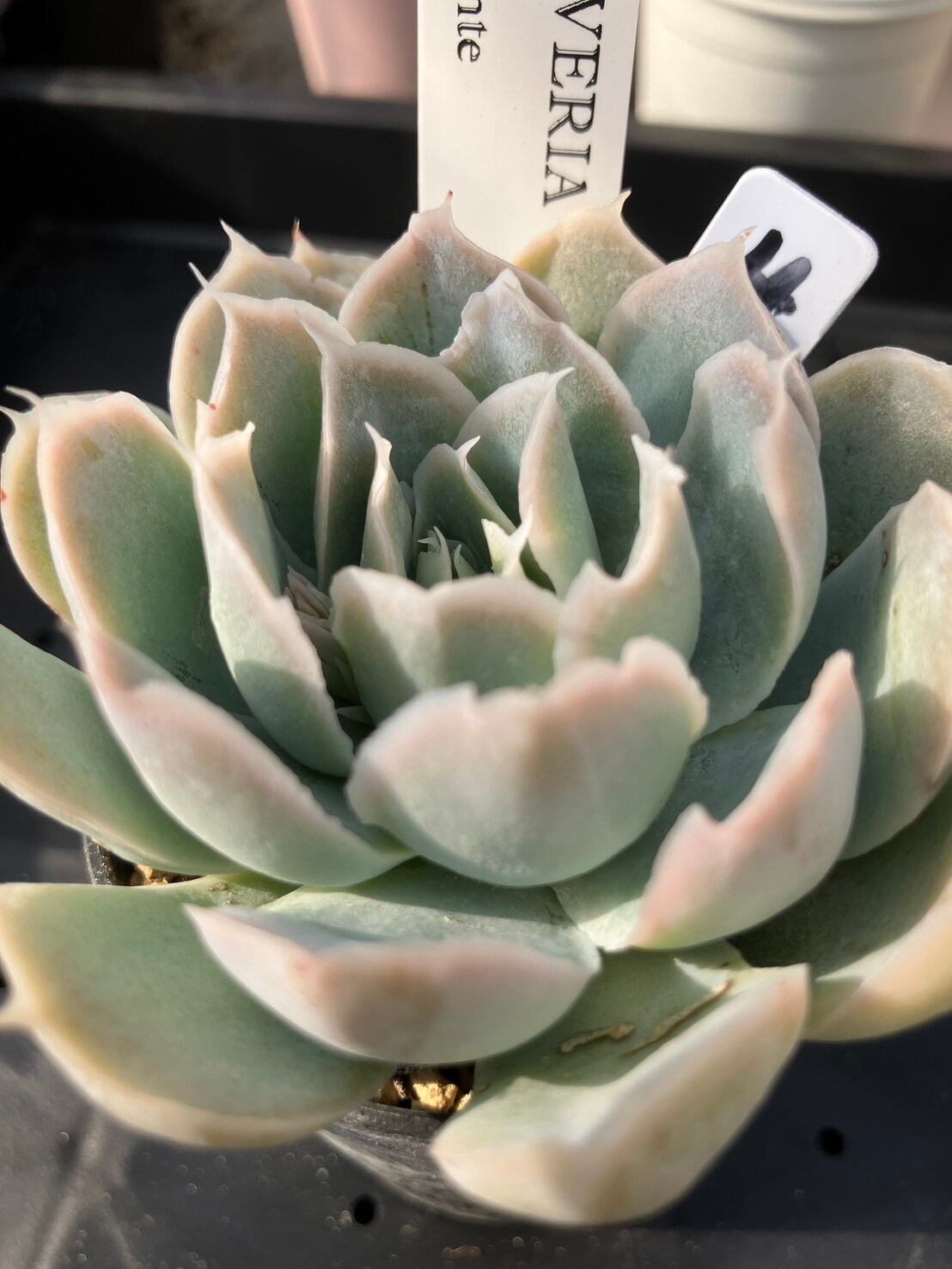 現物商品】simulans Bustamante ④ | 多肉植物研究所