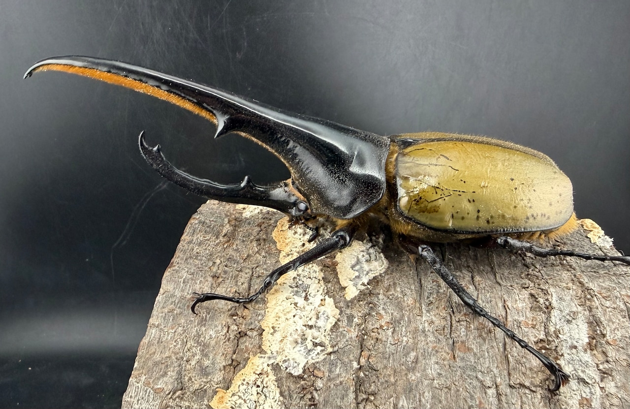 《ヘラクレス・ヘラクレス 153mm ペア》