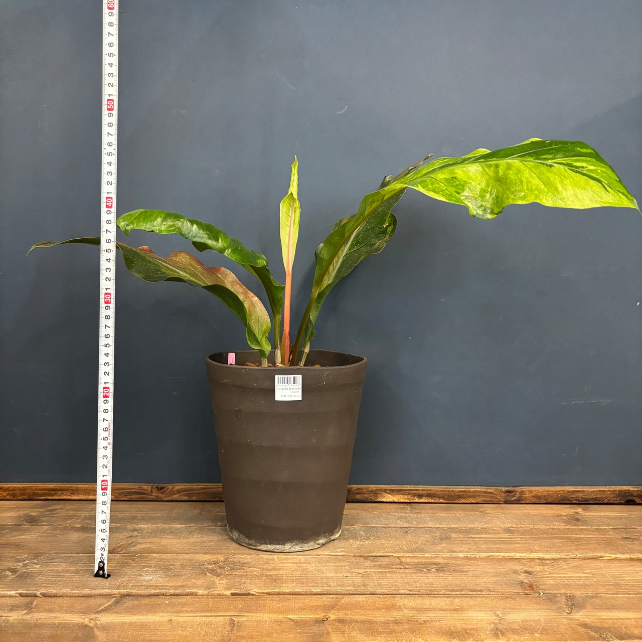 アンスリウム フーケリー 斑入り【506】