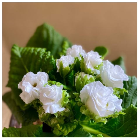 【セット販売】プリムラ:ジュリアン・ホワイトドレス (3苗✖3.5号)八重咲きプリムラ 寄せ植え 花壇 鉢植え お洒落 オシャレ 可愛い 冬の花