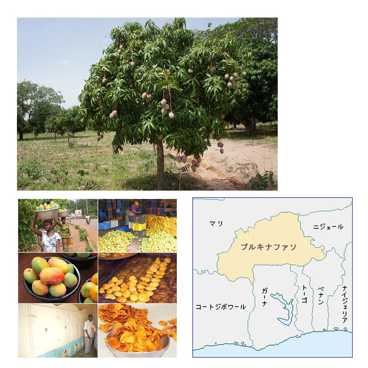 西アフリカの太陽の恵みを受けて育った有機ドライマンゴー　湘南野菜　<無添加・砂糖不使用>２個セット　ーベジ八ー