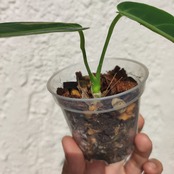 アンスリウム ワロクアーナム / Anthurium warocqueanum⑮ / 観葉植物<育て方・花言葉>