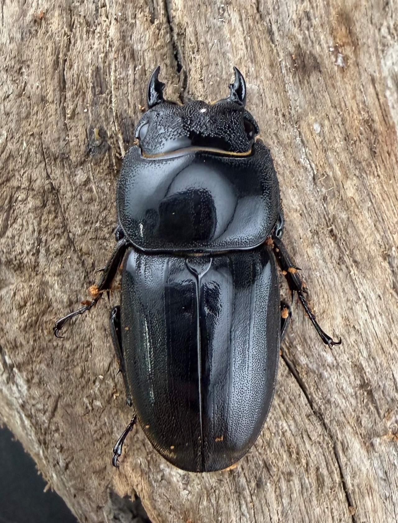 【WD】《ダイオウヒラタ 東ジャワ産 81mm ペア》