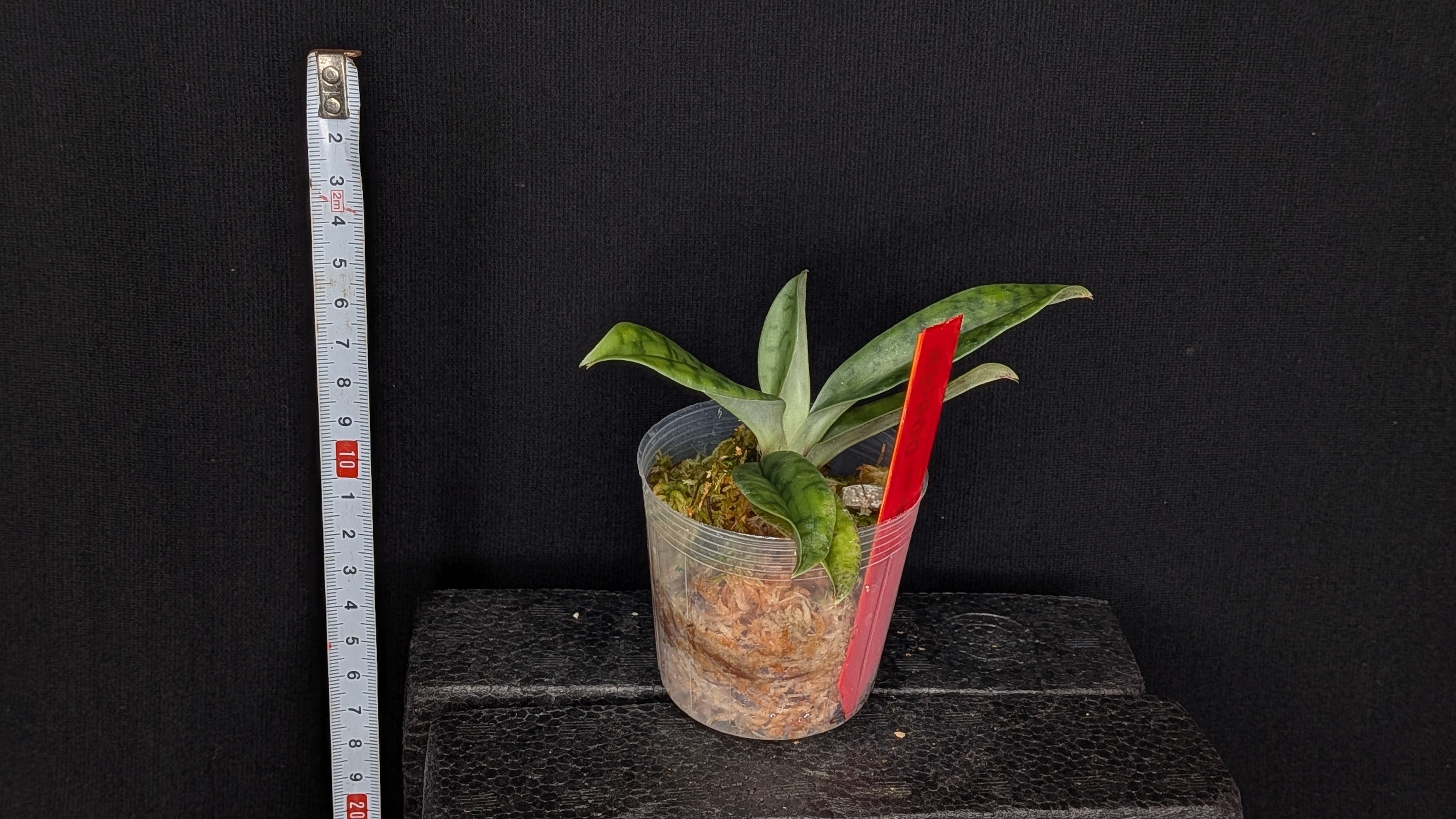 Paph callosum var. viniferum 'Black Pheonix' x self | ワカヤマ