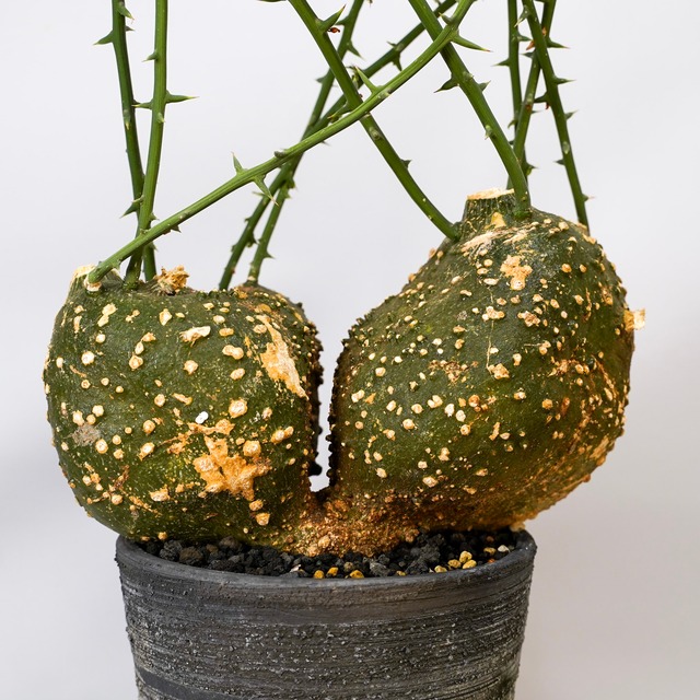 F88 アデニア グロボーサ Adenia globosa タンザニア産 発根済み 現地球
