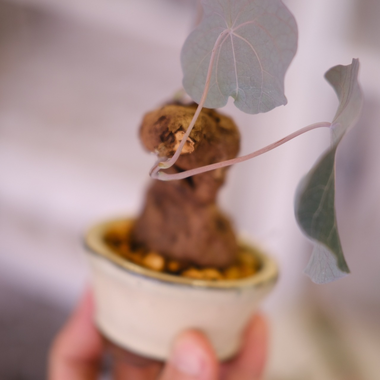 Stephania kaweesakii│ステファニア カウィーサキー②│観葉植物│盆栽風